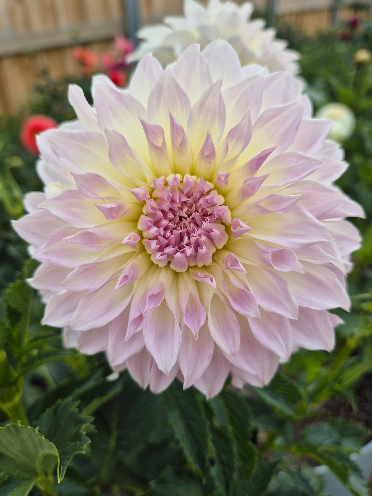 Anne's Delight