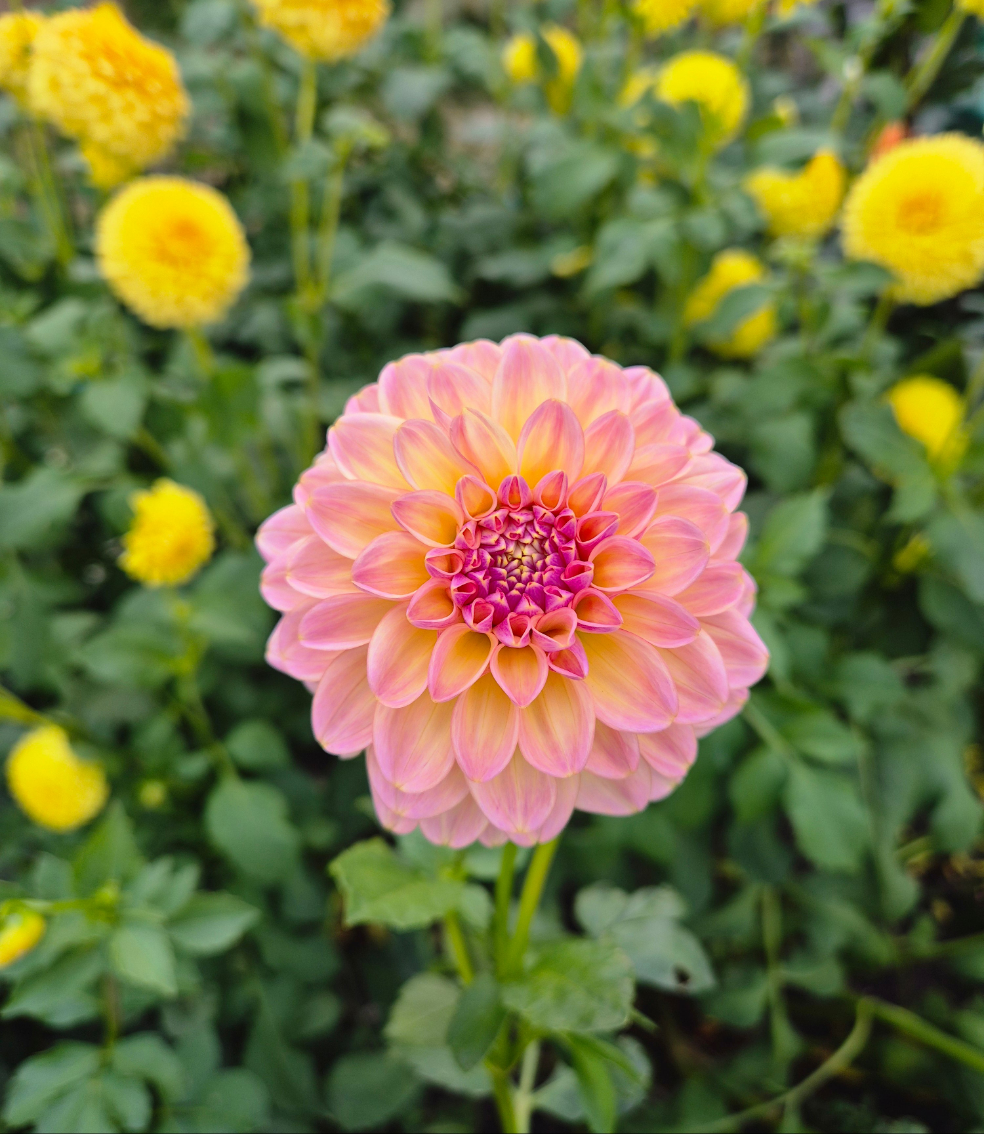 Florelie Harmony