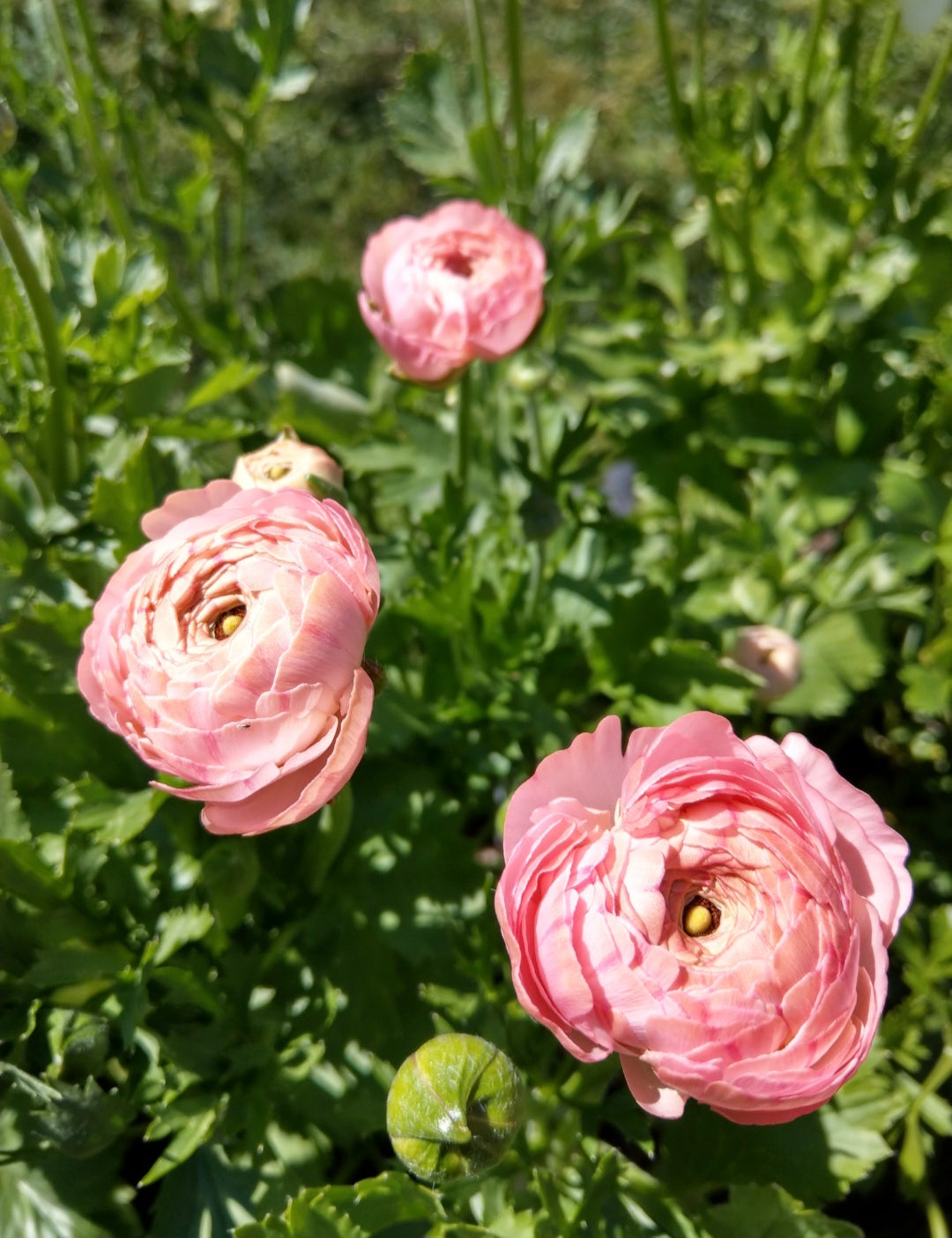 ITALIAN RANUNCULUS - POTTED PLANTS
