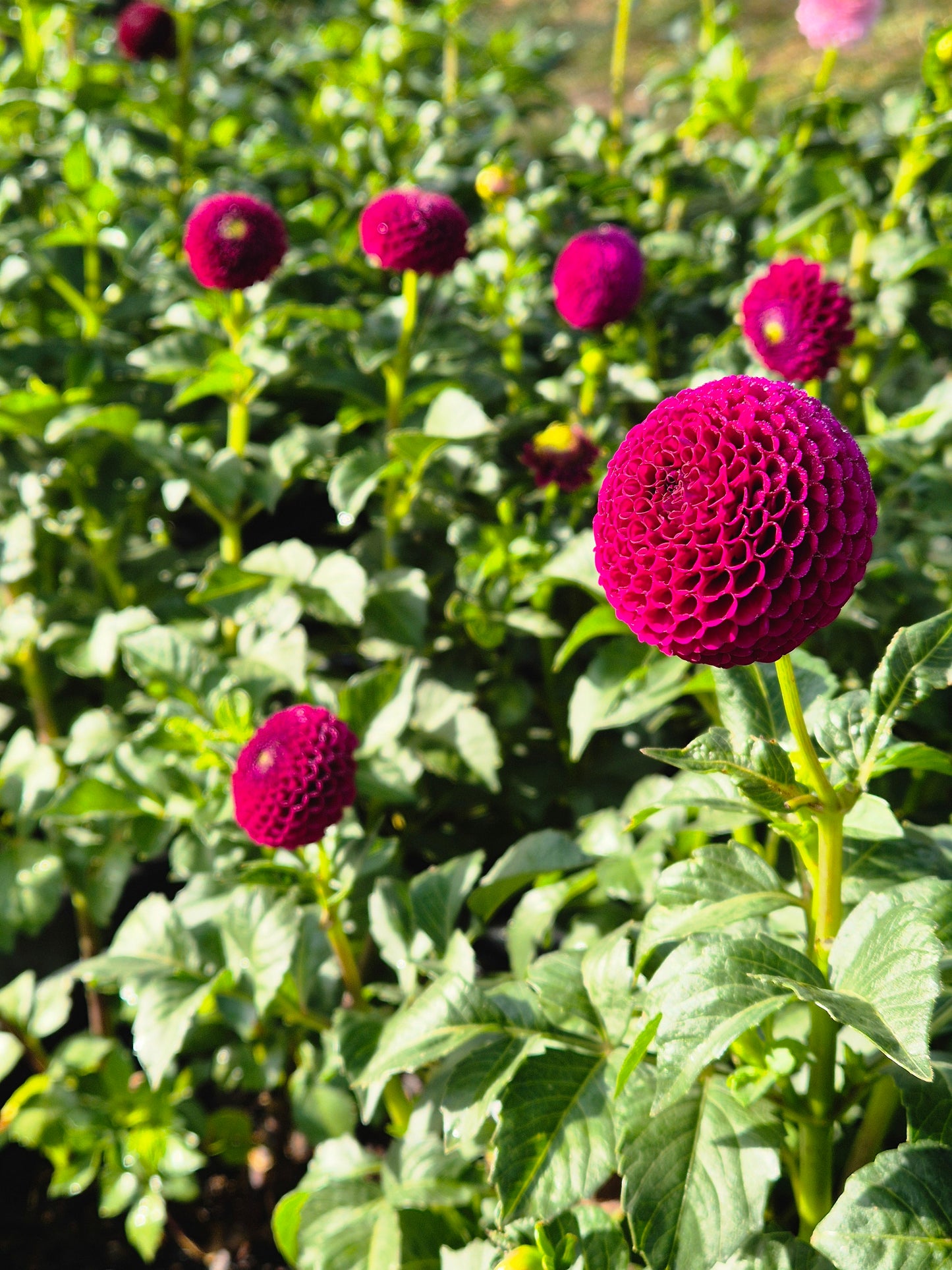 Pride of Place