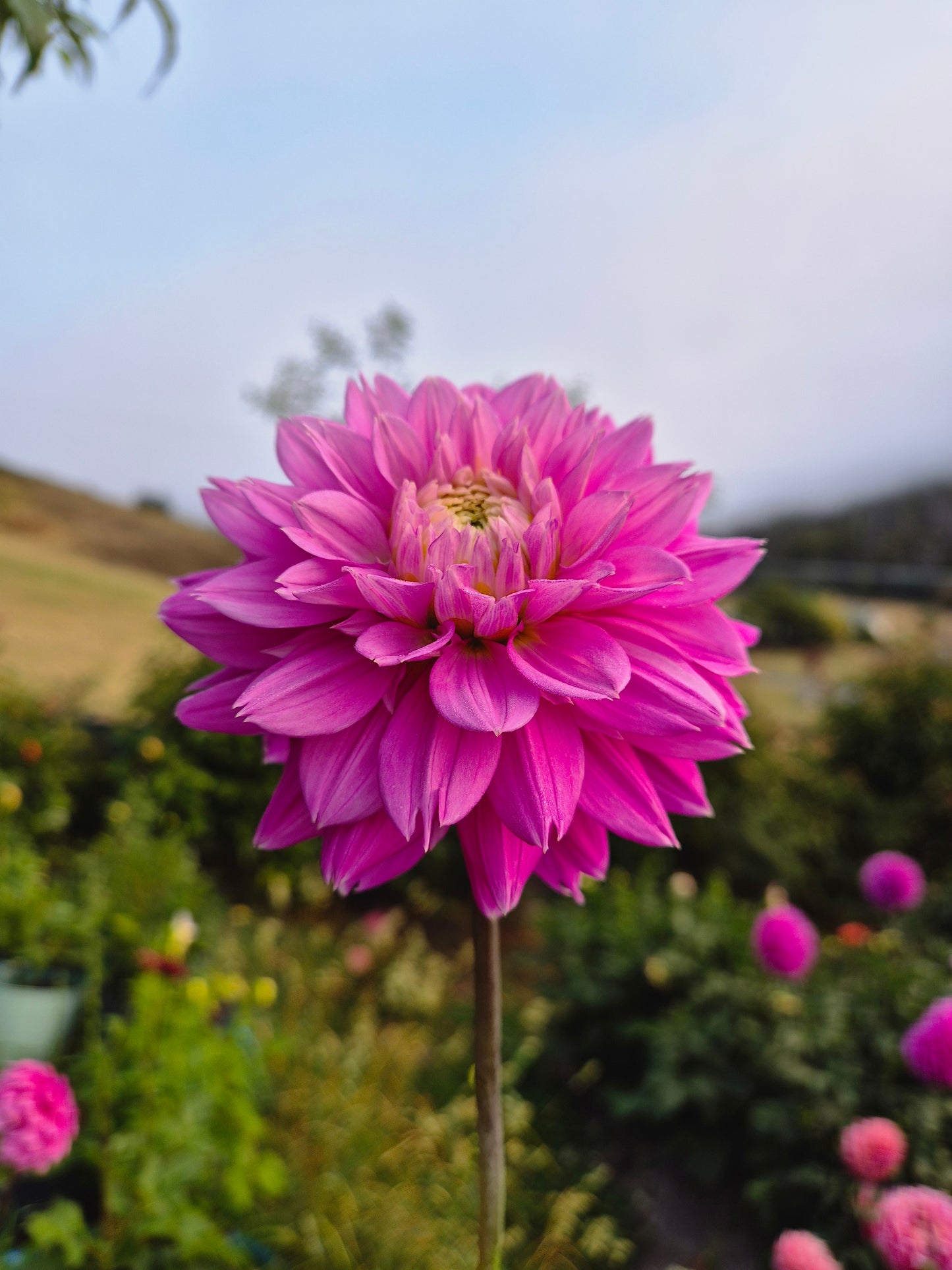 Florelie Tutu