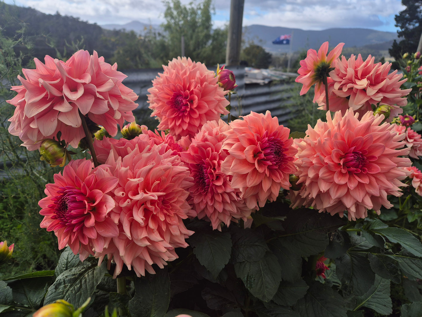 WV's Victoria Blush