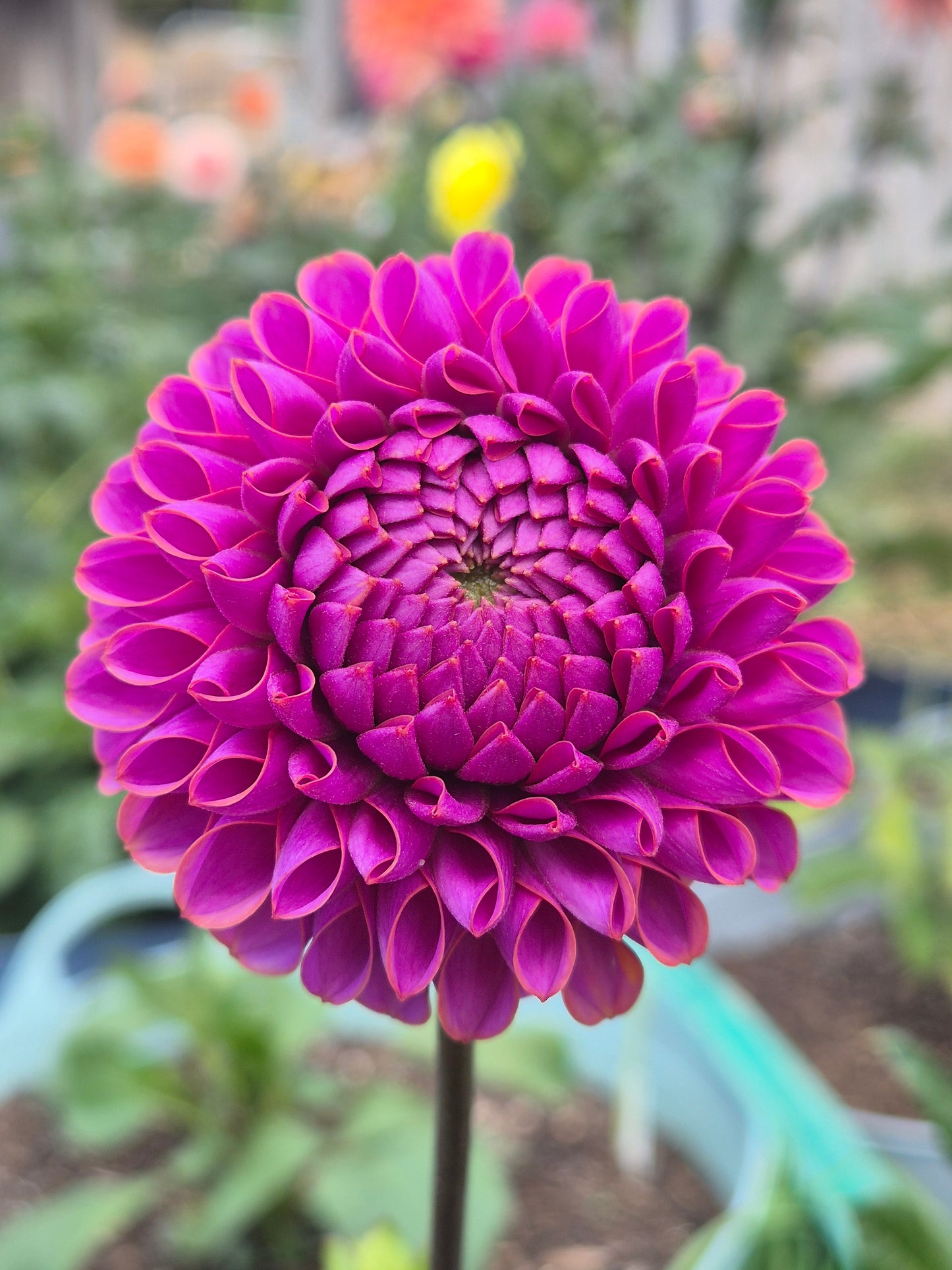 Isabel (variegated)