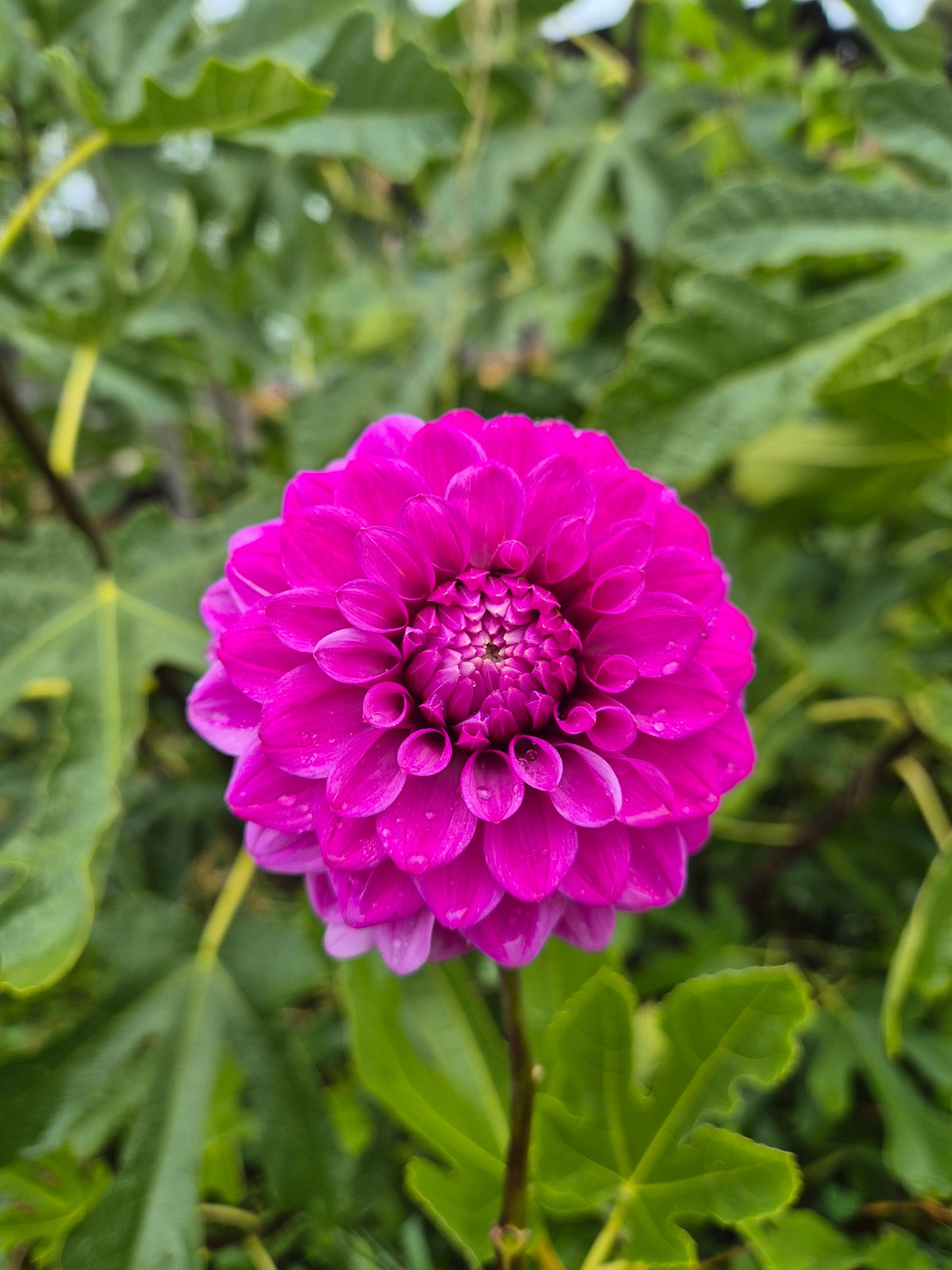 Florelie Jeanette