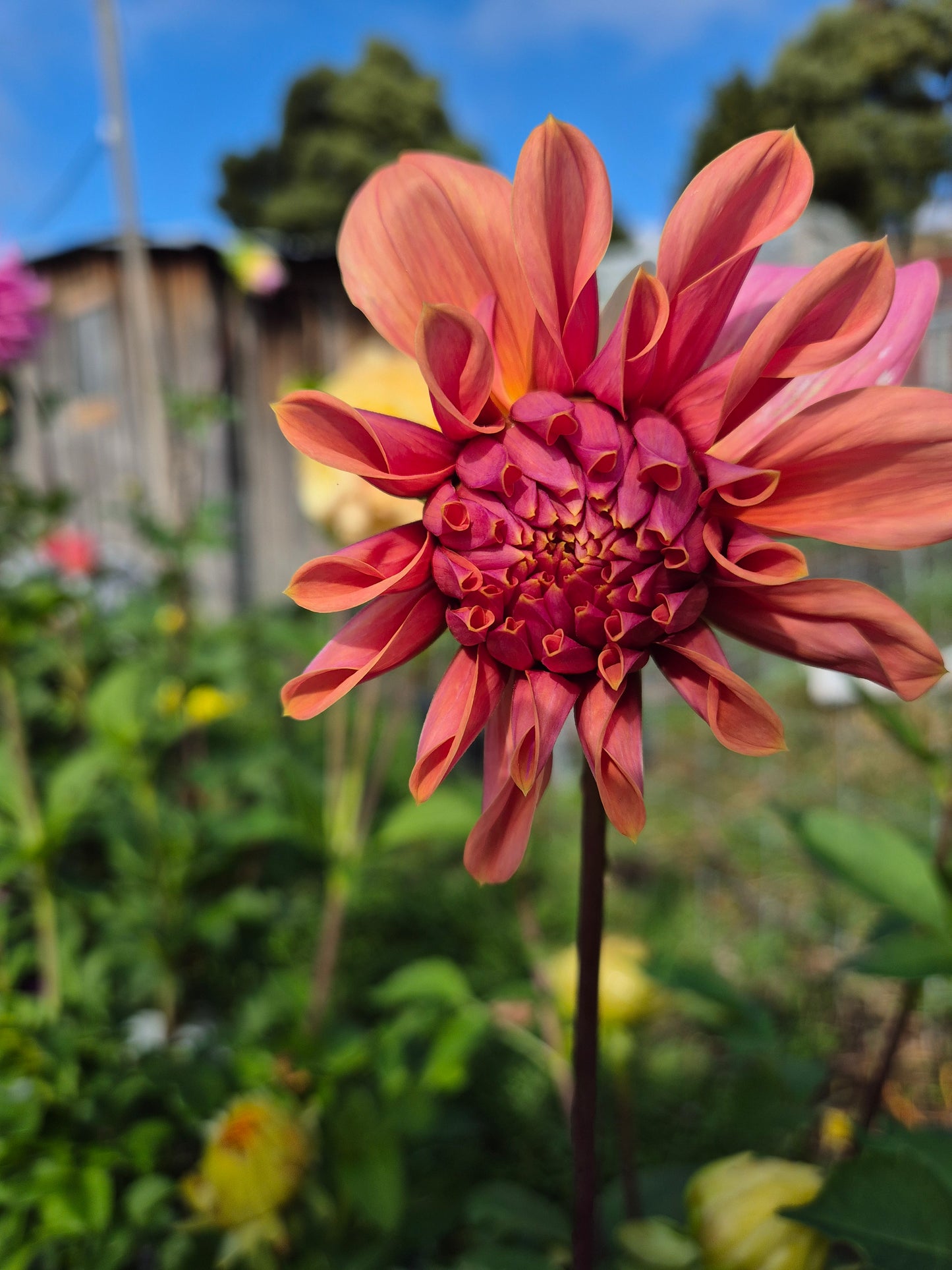 Lileah Caramel Rose