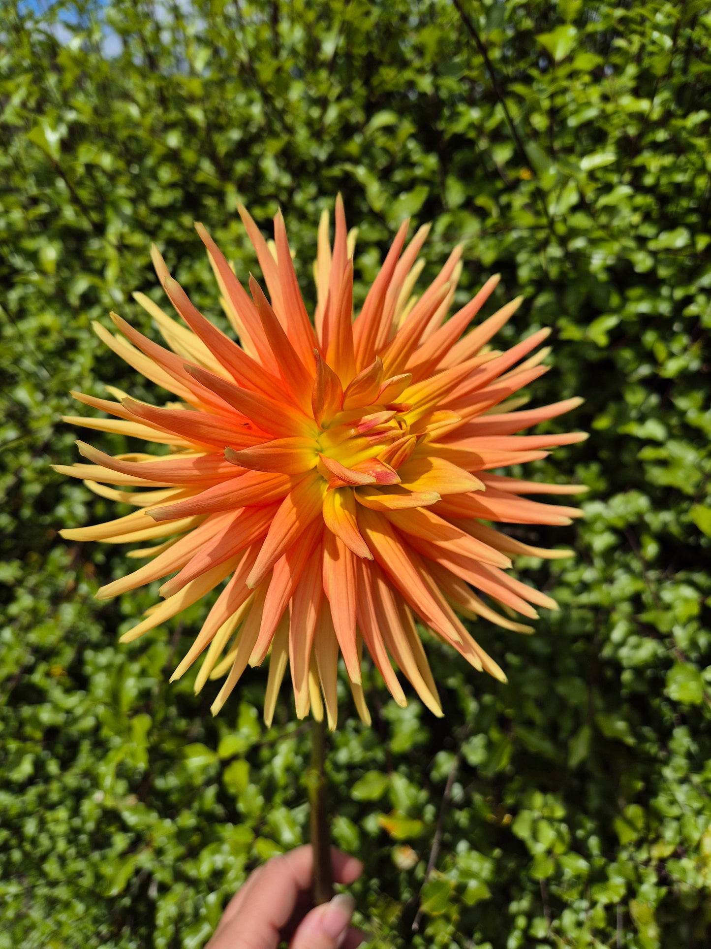 Sunburst