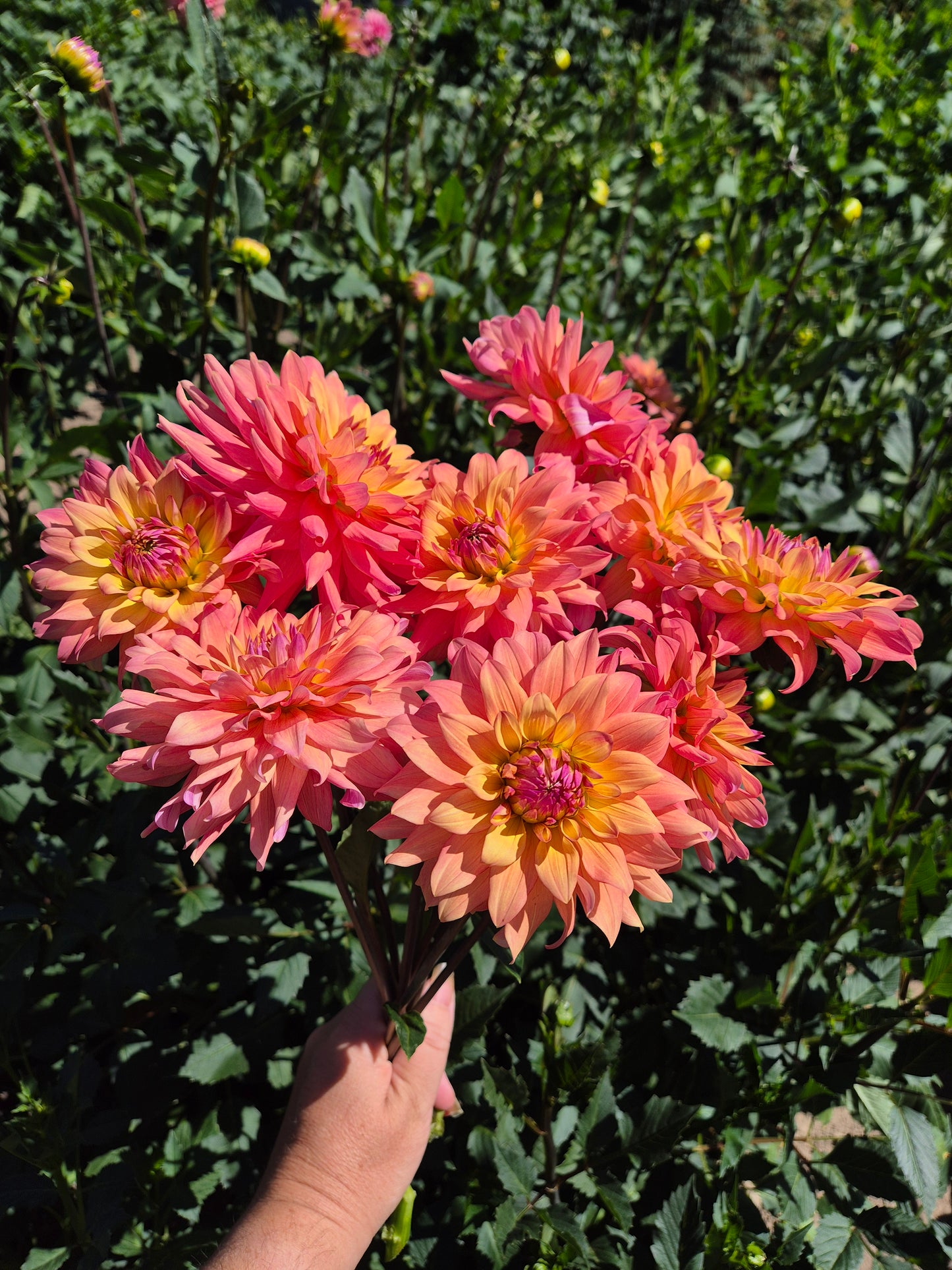 Florelie Seastar