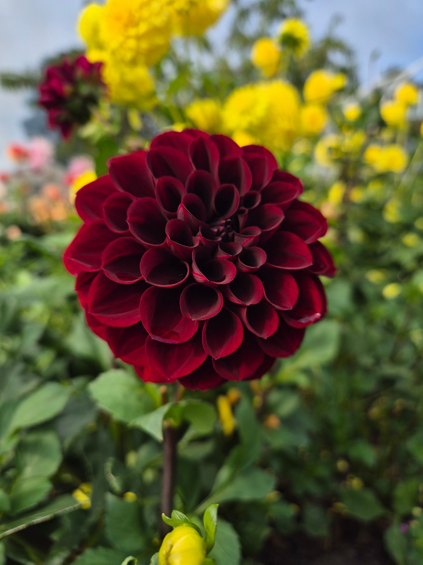 Florelie Magpie