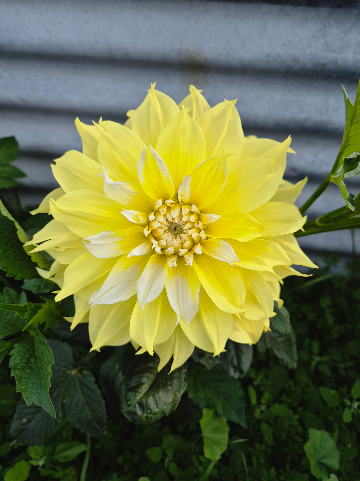 Lemon Snow
