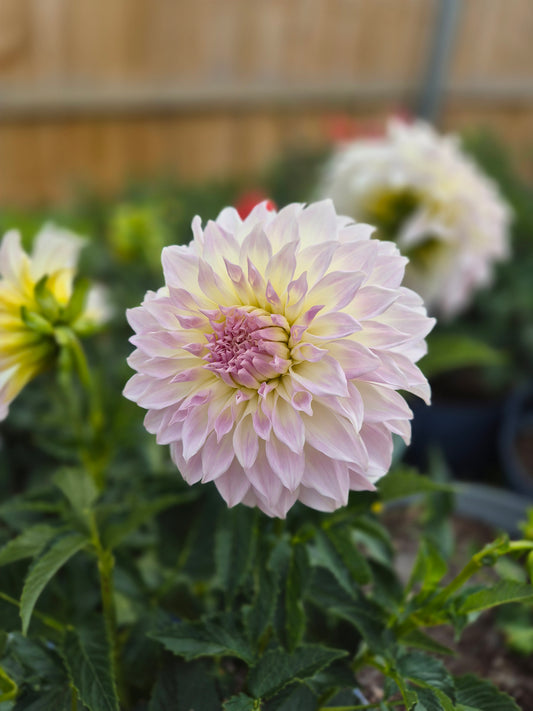 Anne's Delight