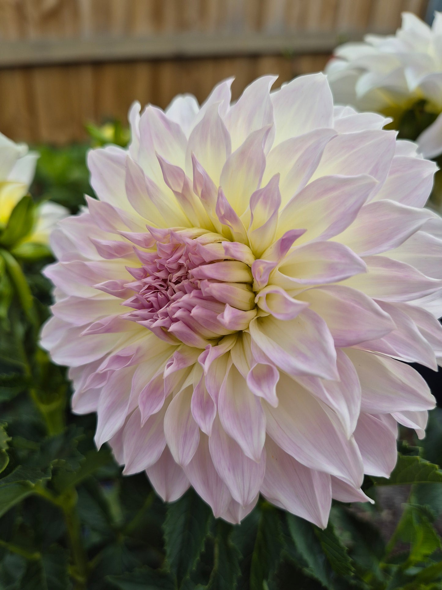 Anne's Delight