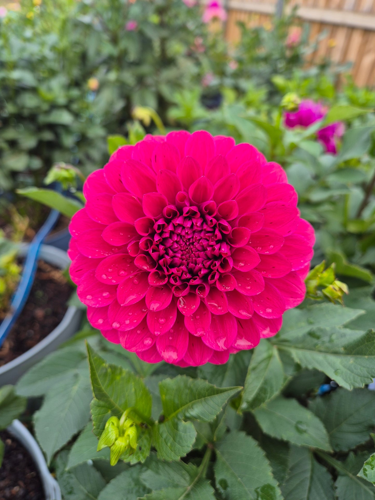 Florelie Morello