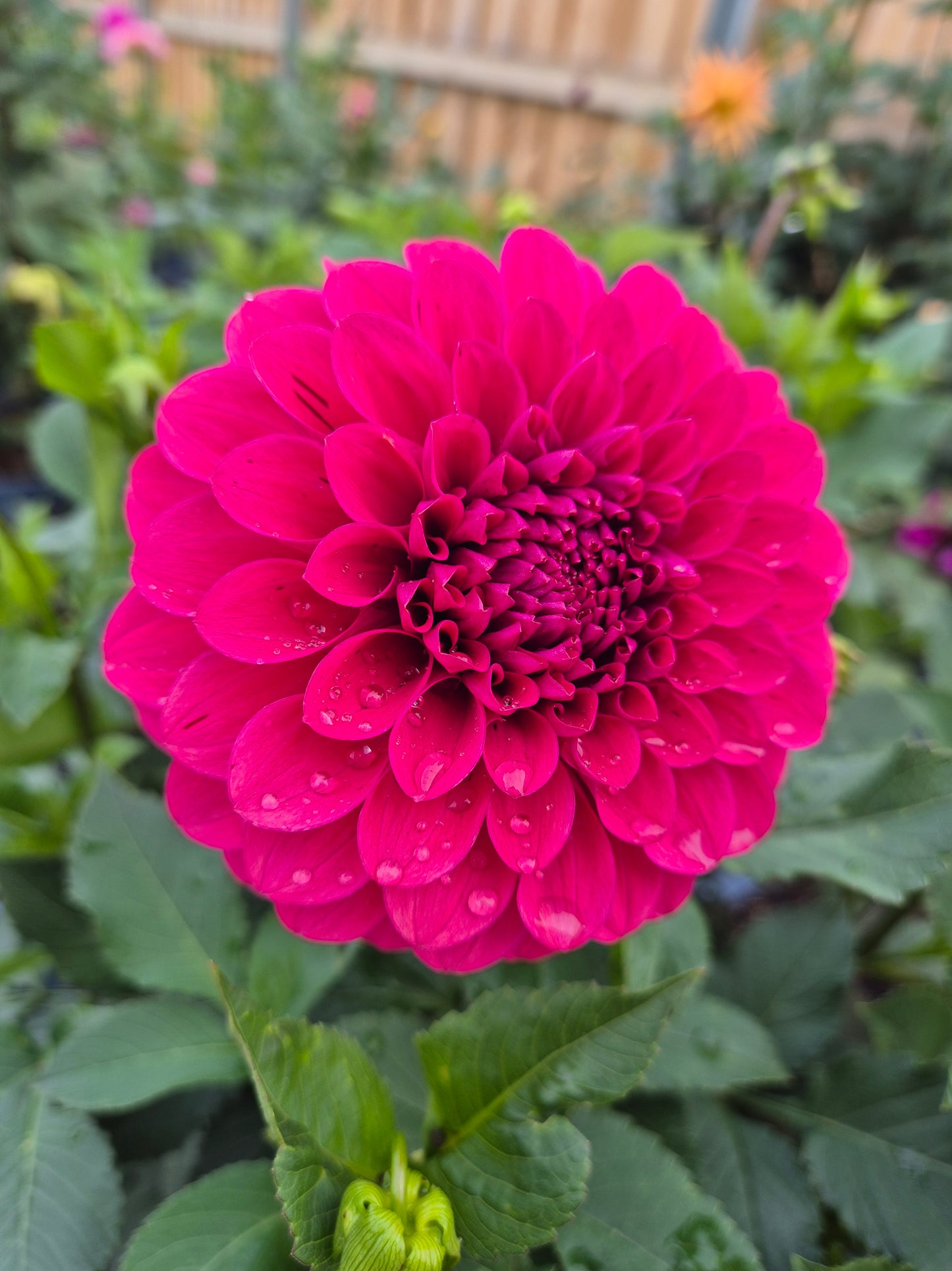 Florelie Morello