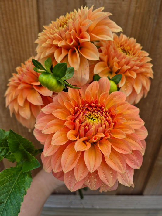 Bracken Palomino