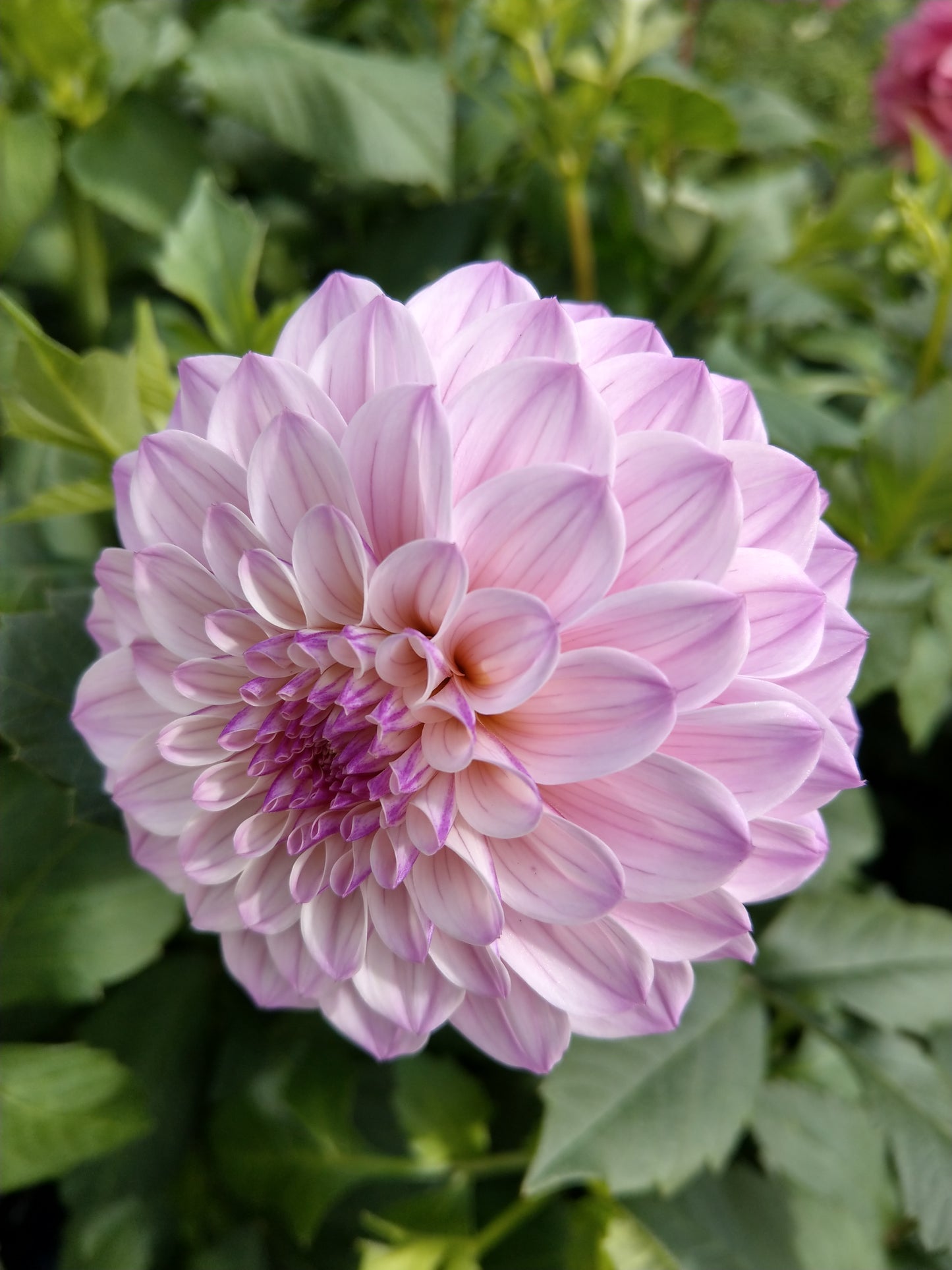 Lavender Beauty