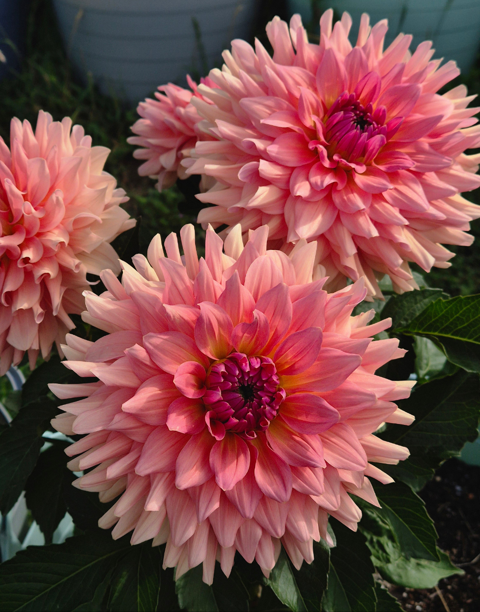 WV's Victoria Blush