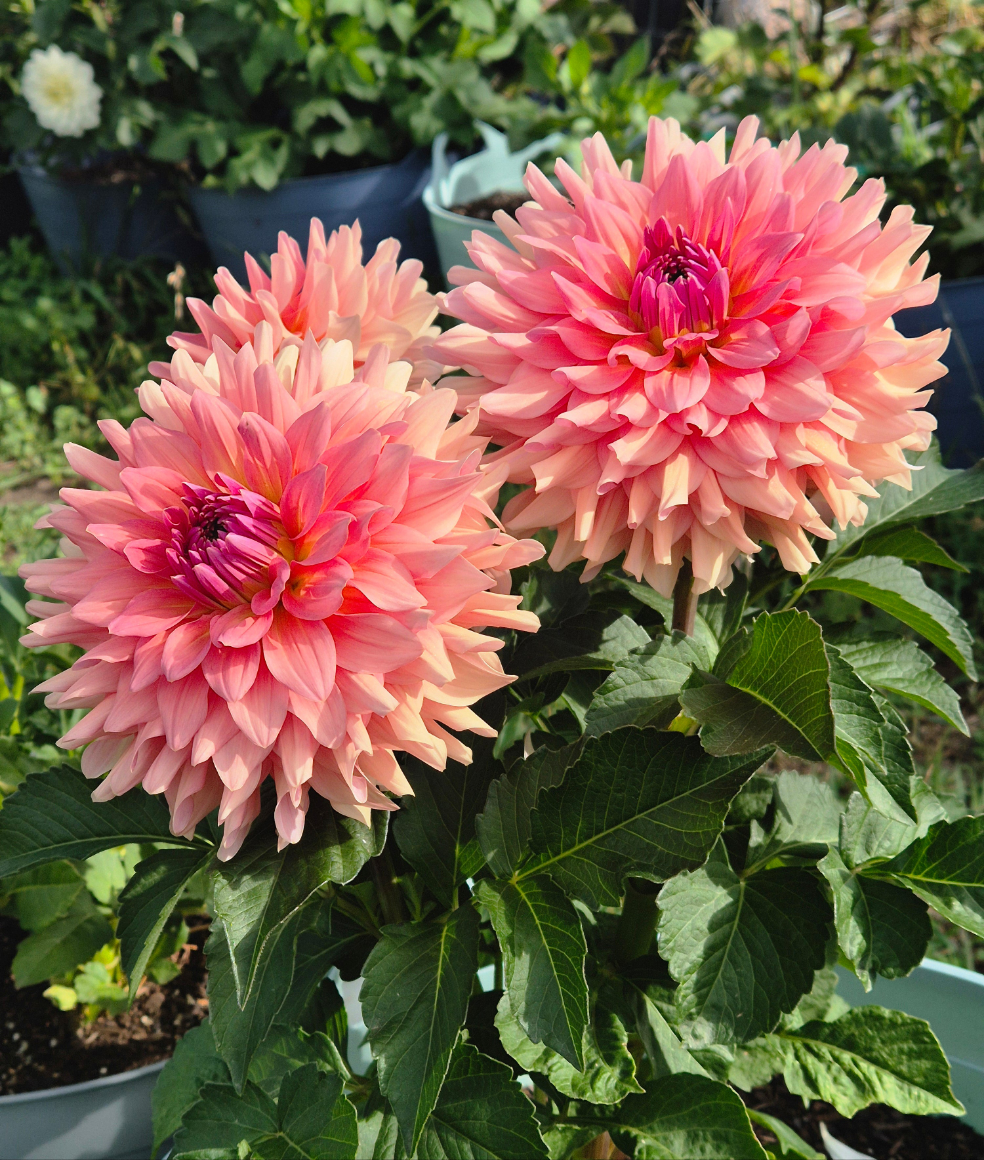 WV's Victoria Blush