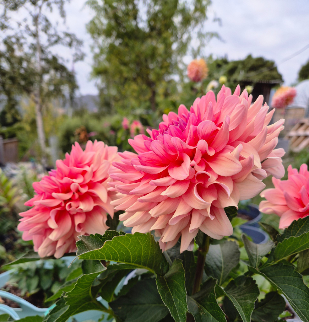 WV's Victoria Blush