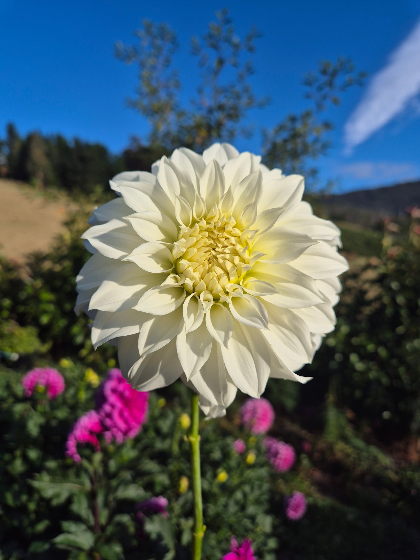 Florelie Whipped Cream