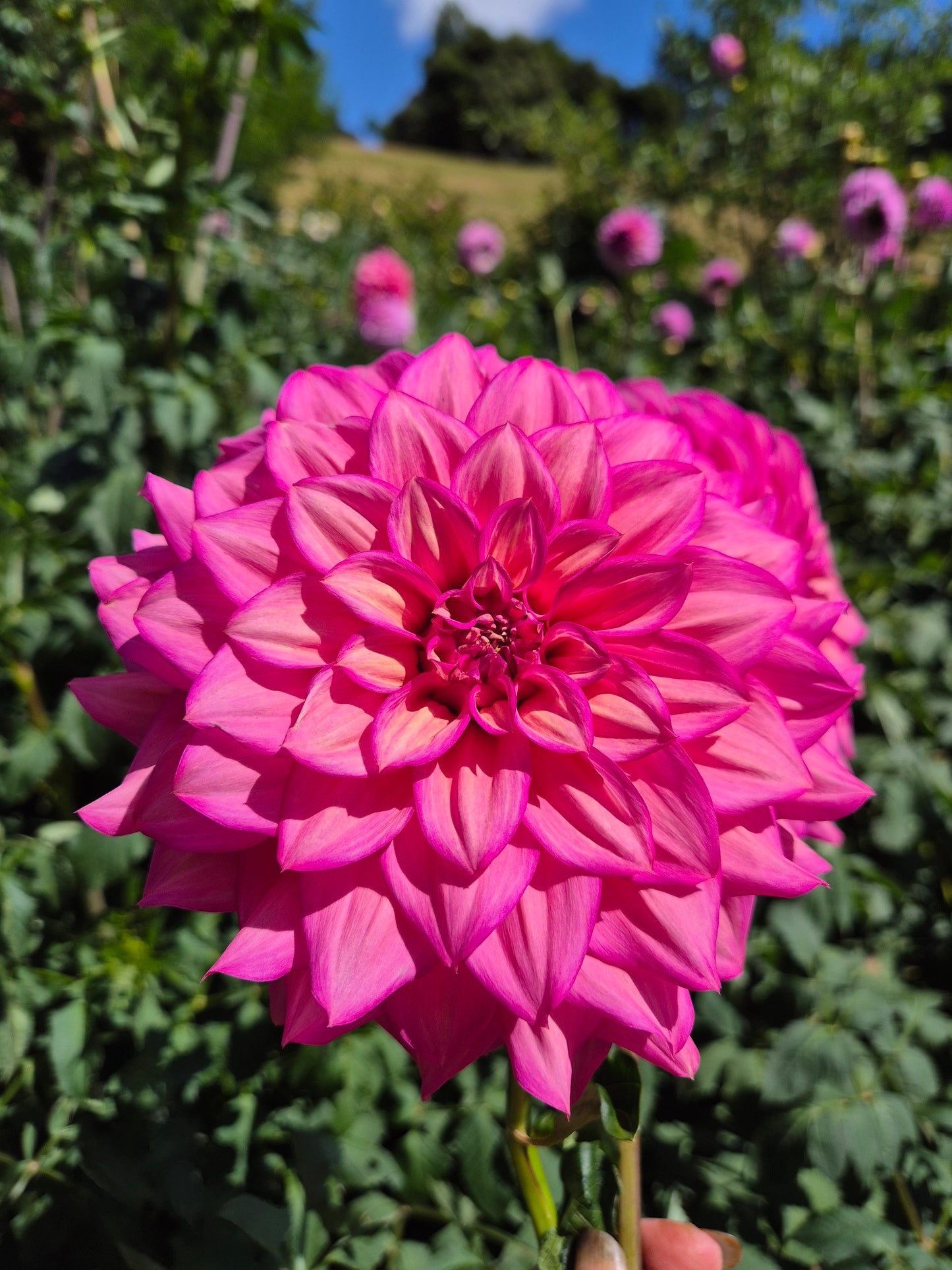 Belle (Juliette)