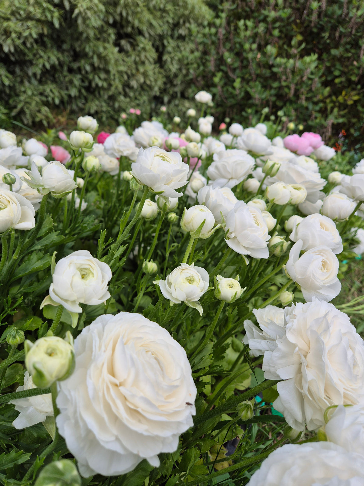Italian Ranunculus Potted Plants
