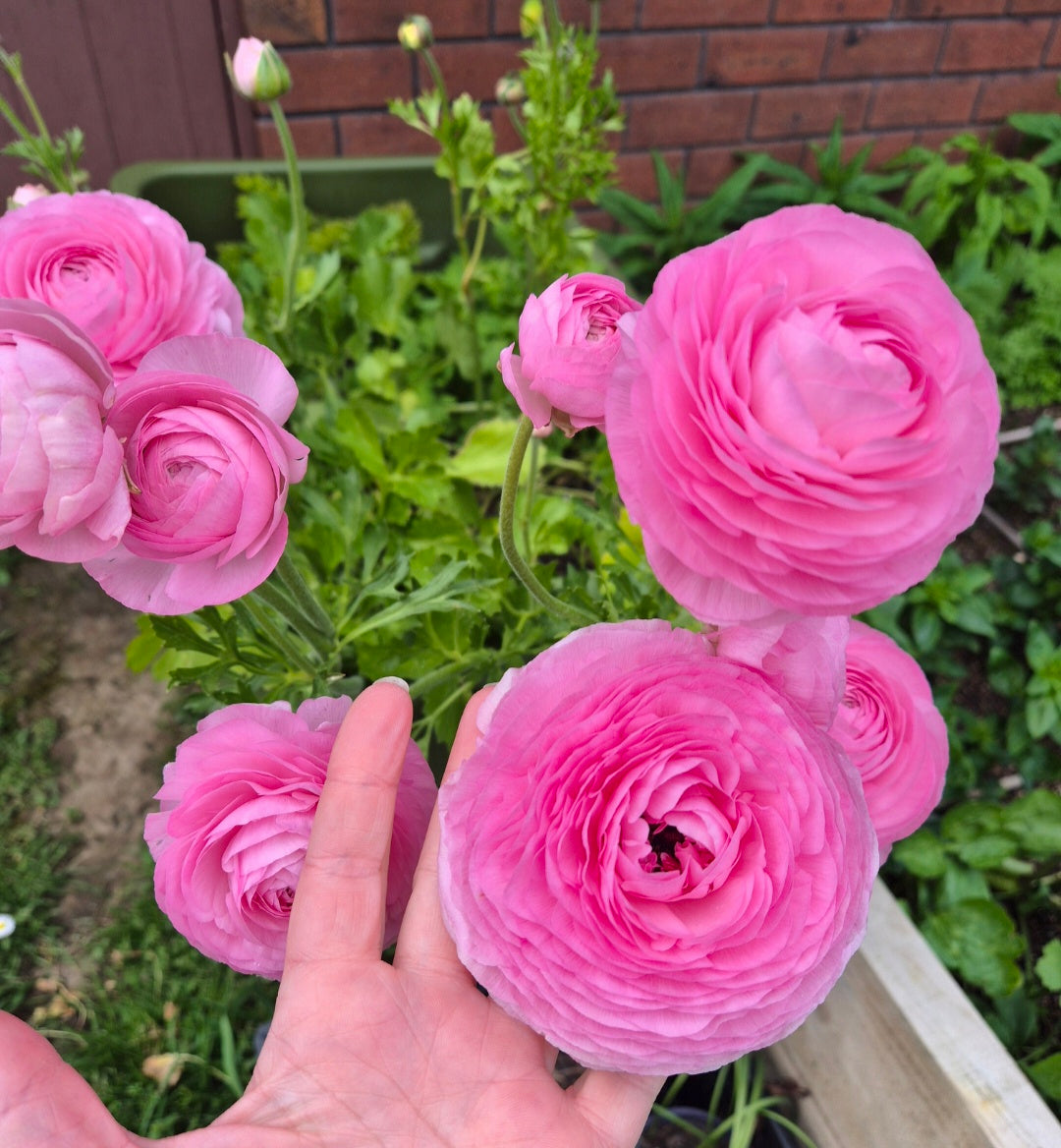 ITALIAN RANUNCULUS - POTTED PLANTS