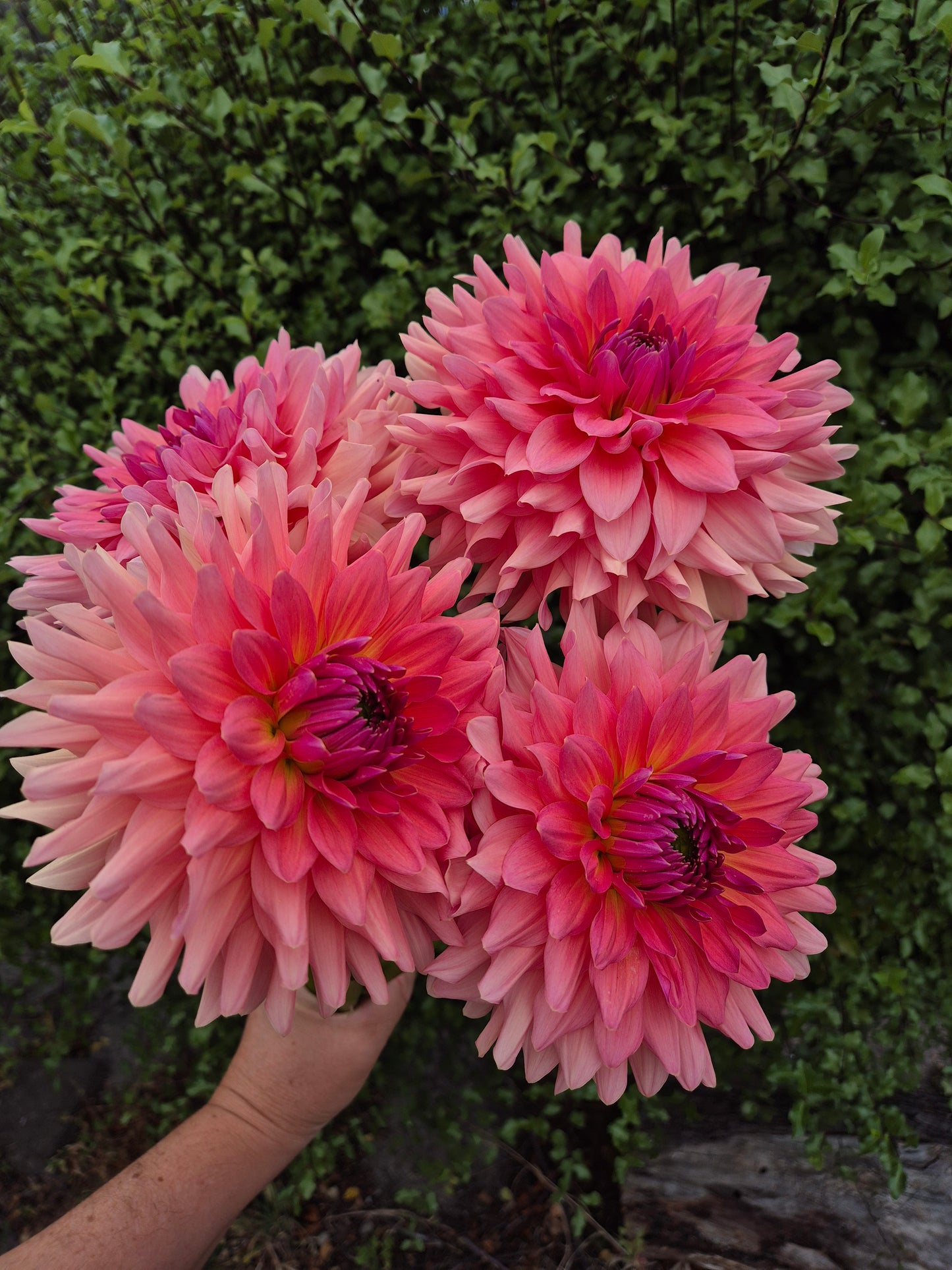 WV's Victoria Blush