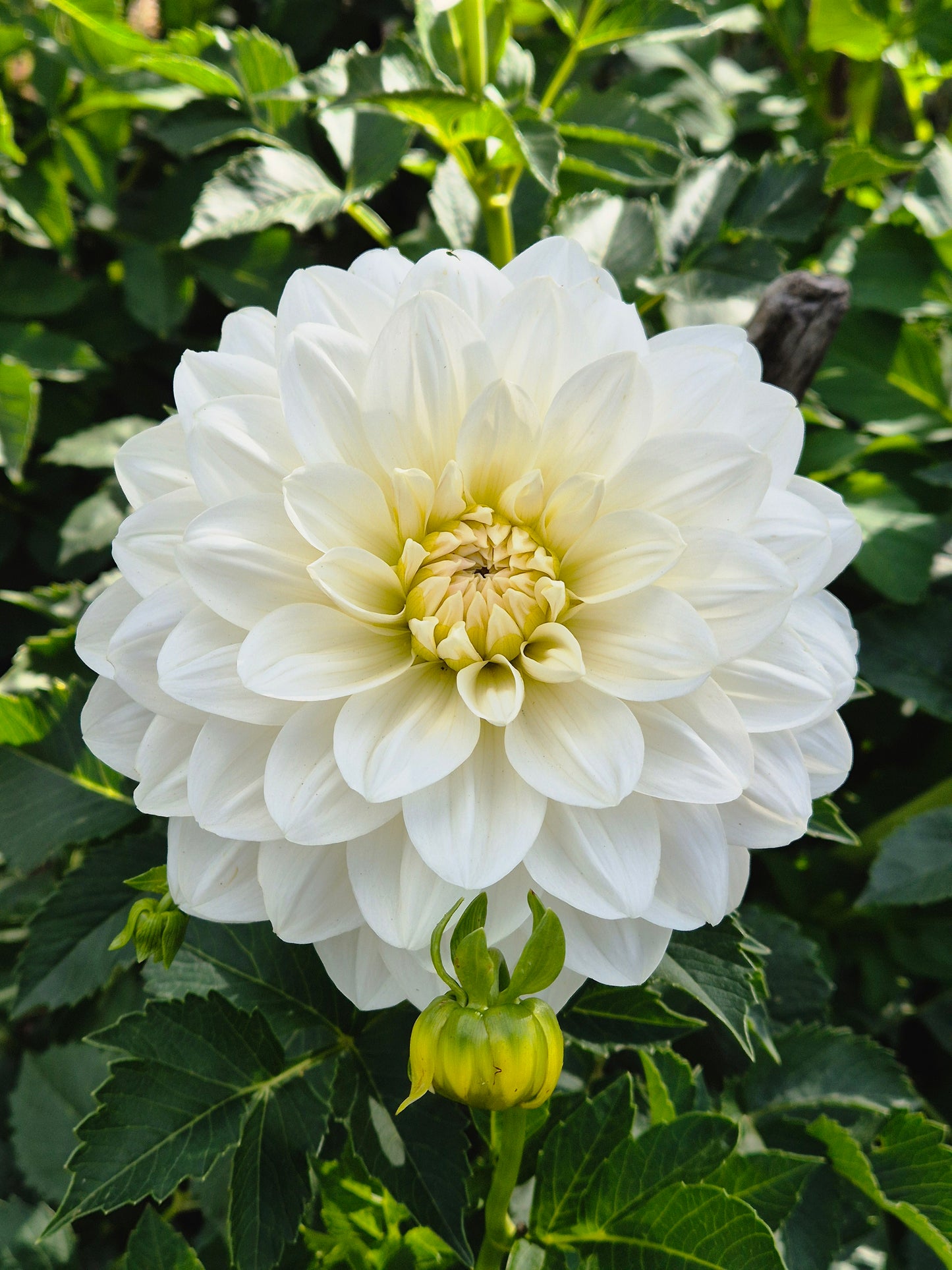 White Supreme