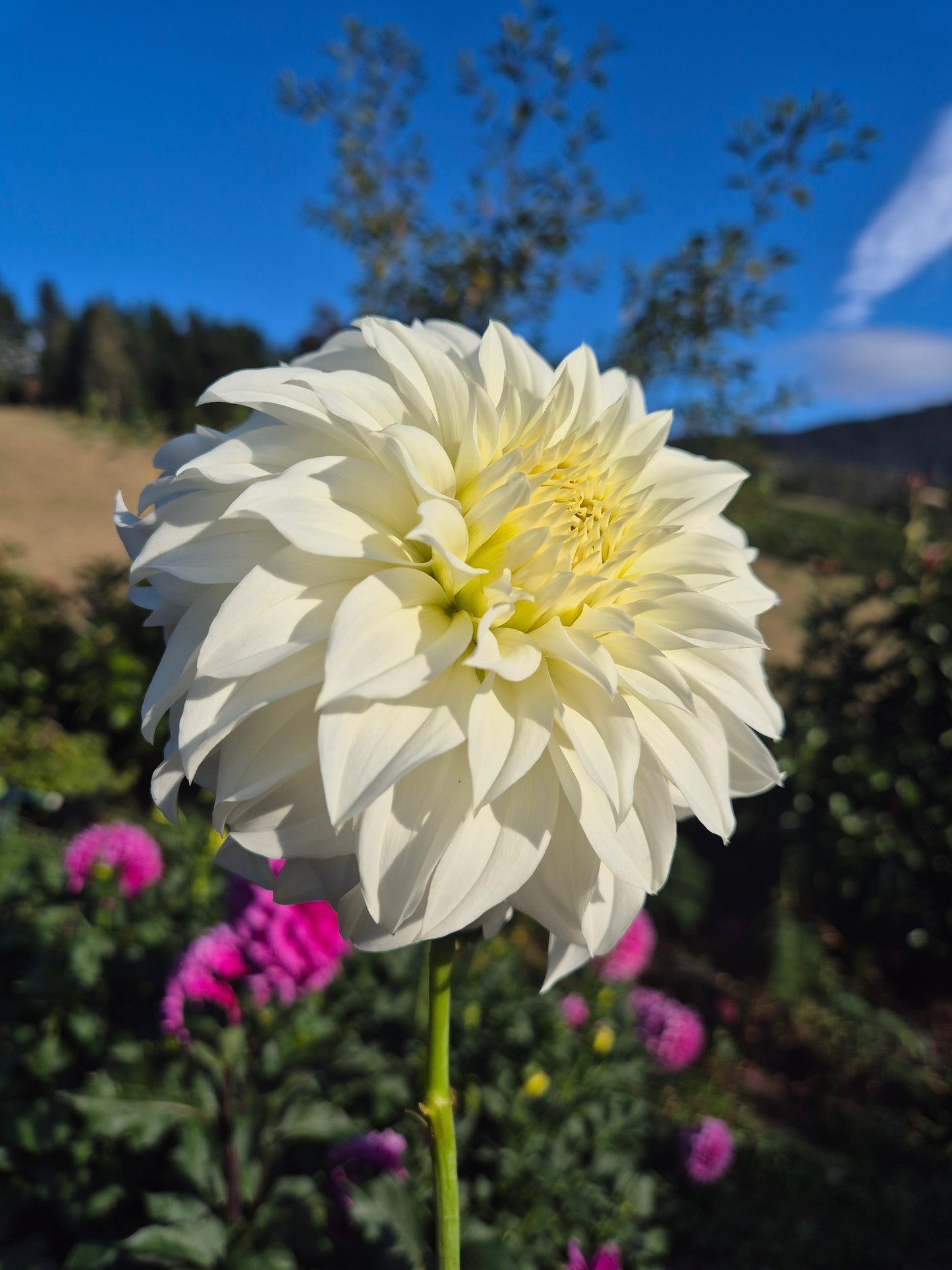 Florelie Whipped Cream