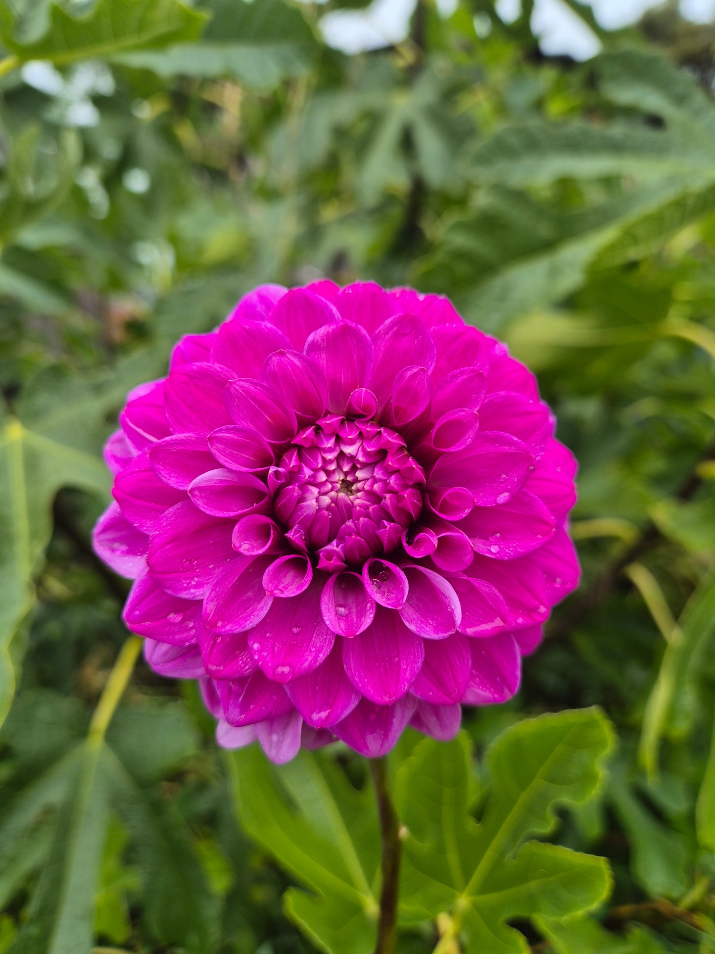 Florelie Jeanette