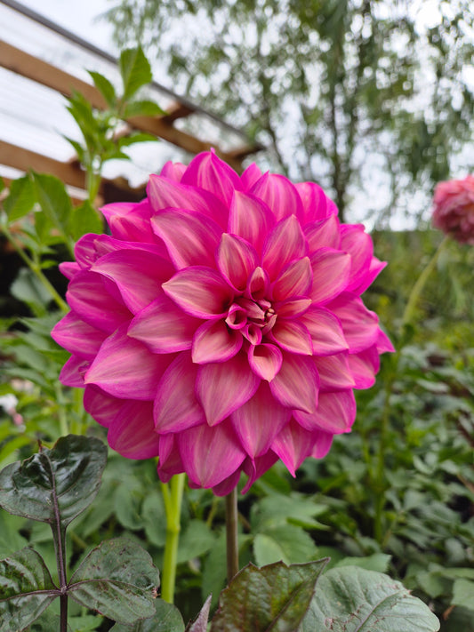 Belle (Juliette)