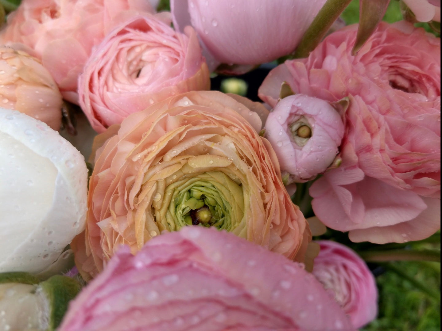 ITALIAN RANUNCULUS - POTTED PLANTS