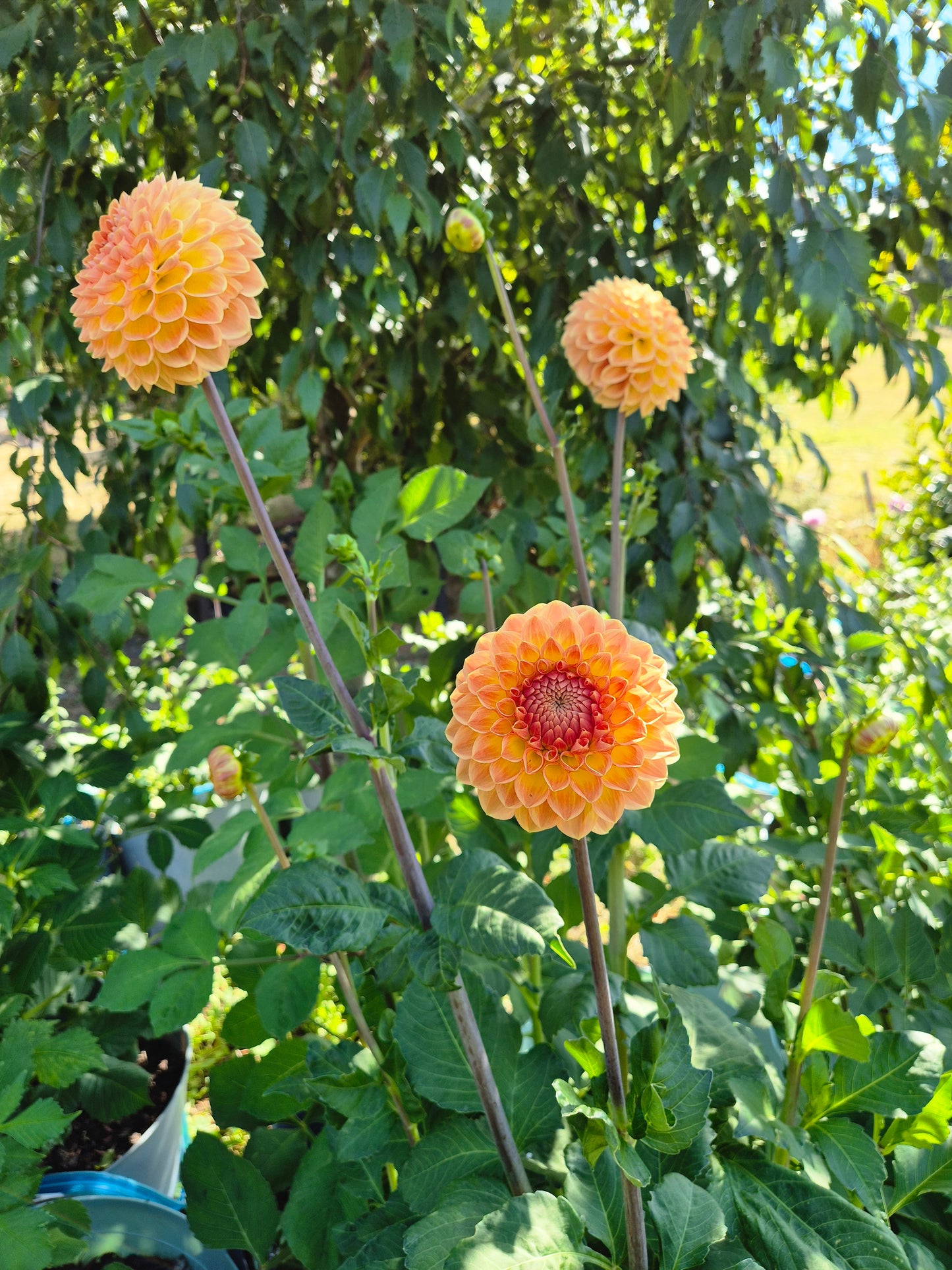 Blyton Softer Gleam