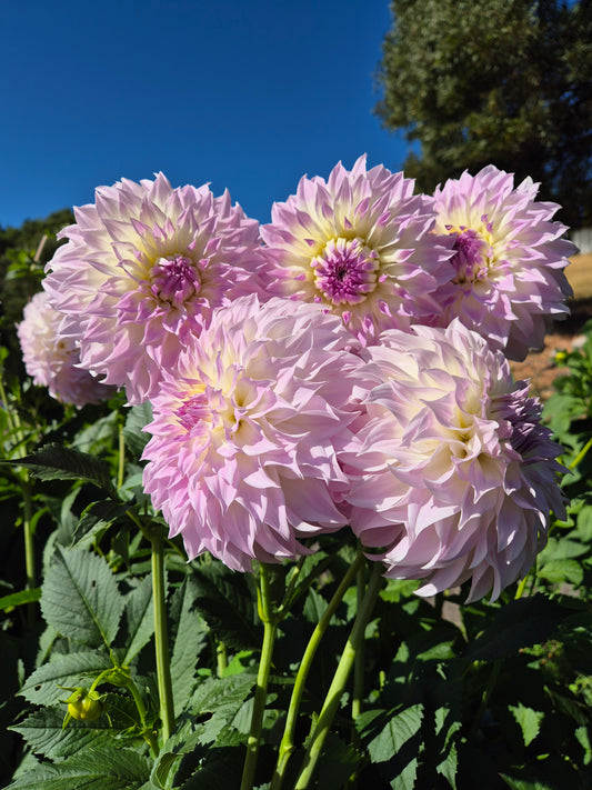 Anne's Delight