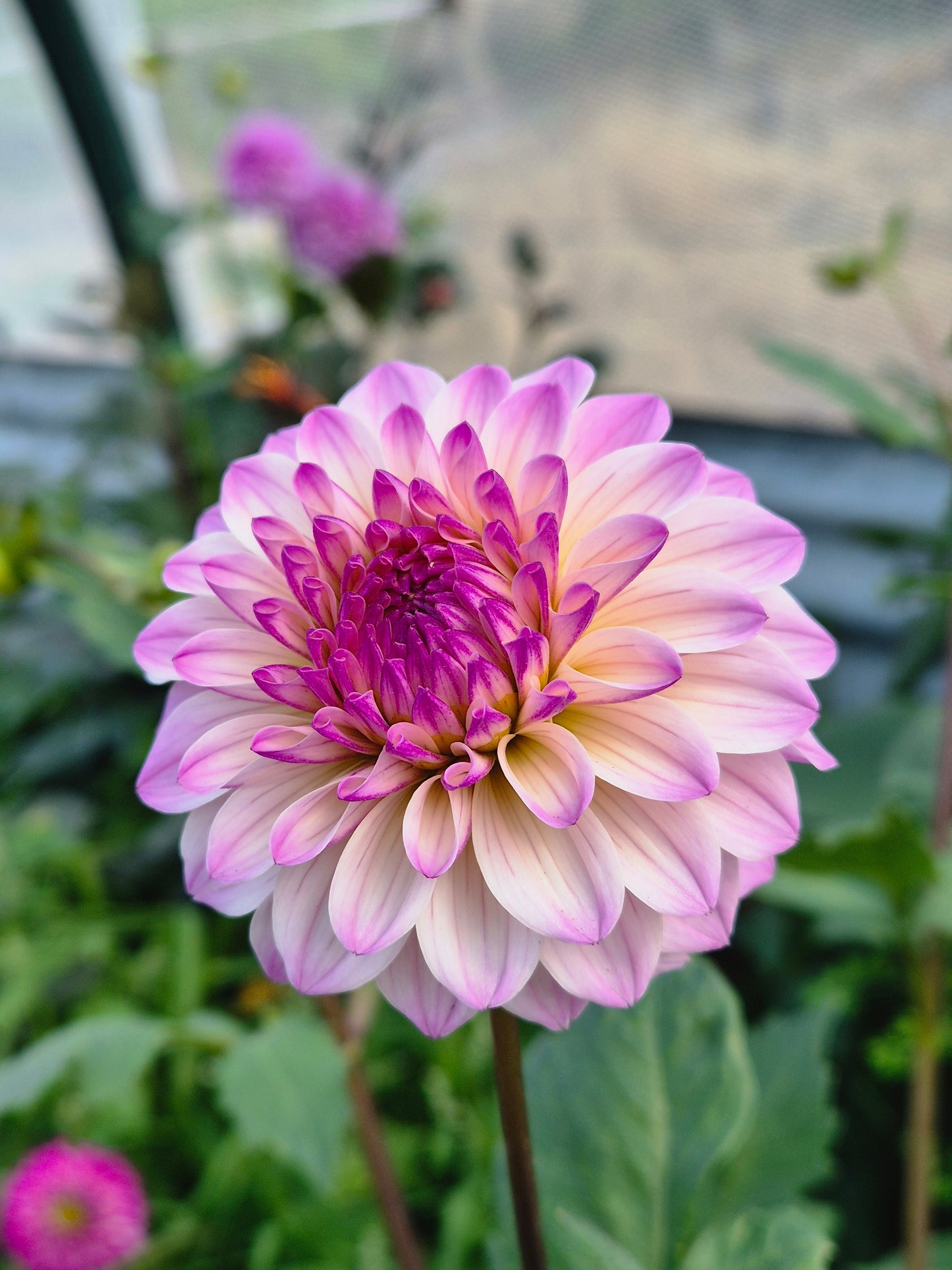 Lavender Beauty