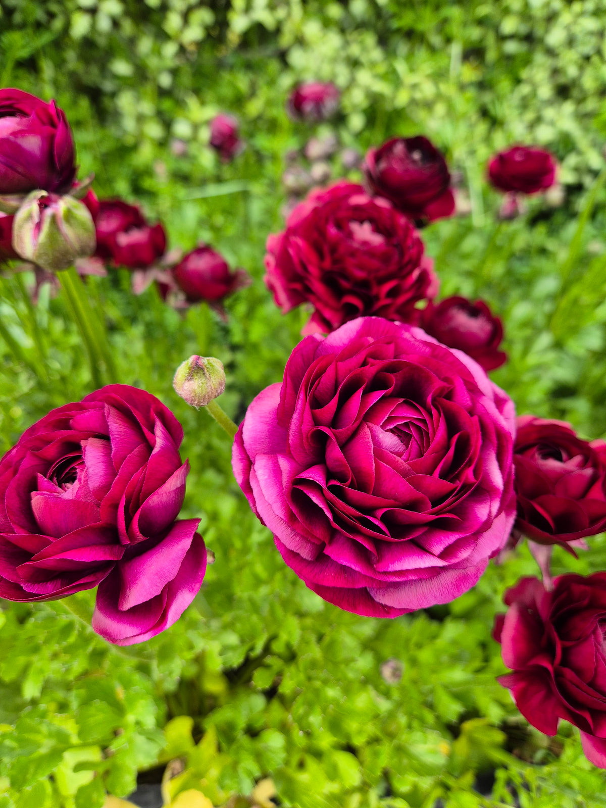 Italian Ranunculus Potted Plants