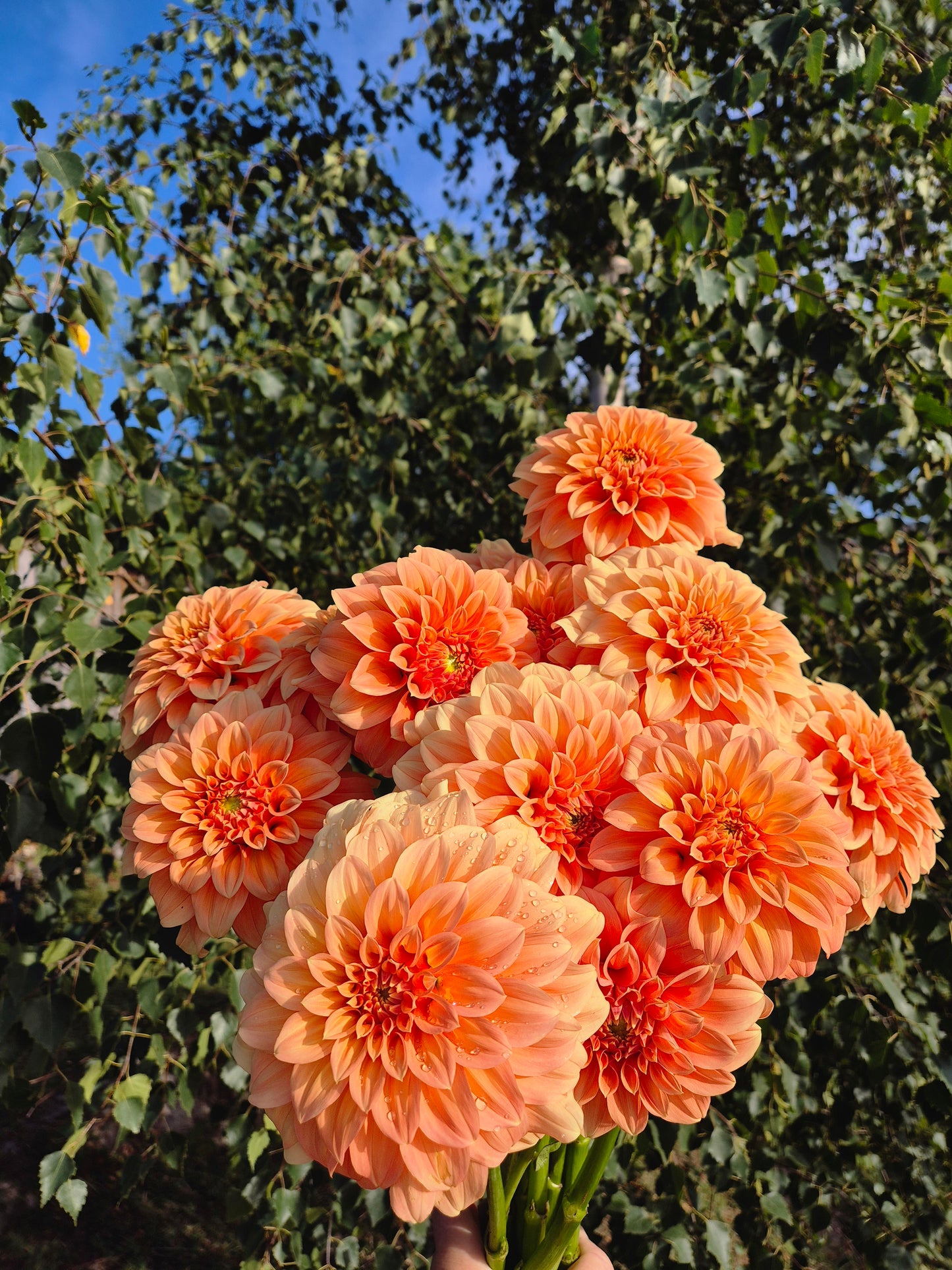 Bracken Palomino