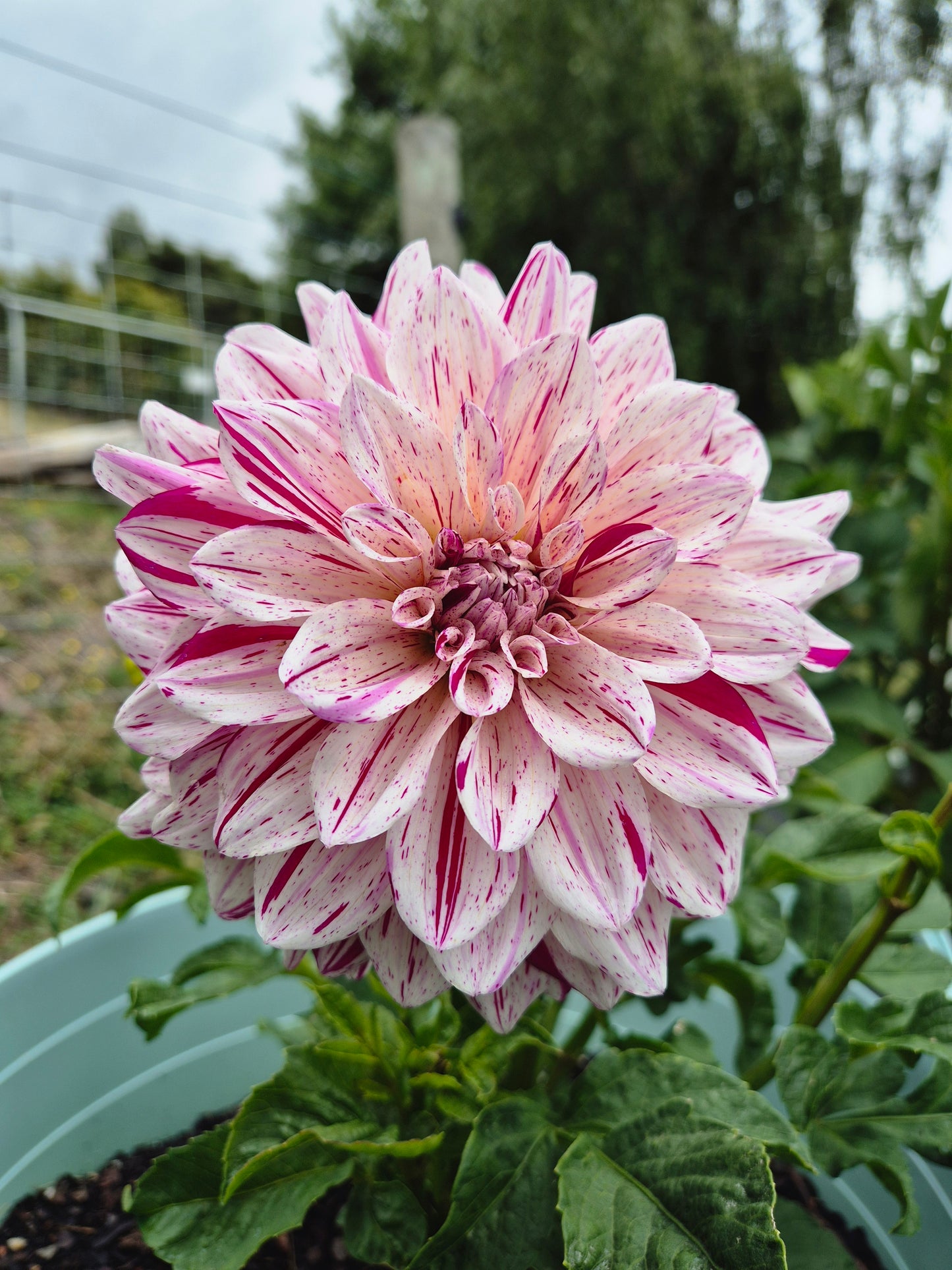 Florelie Kahuna
