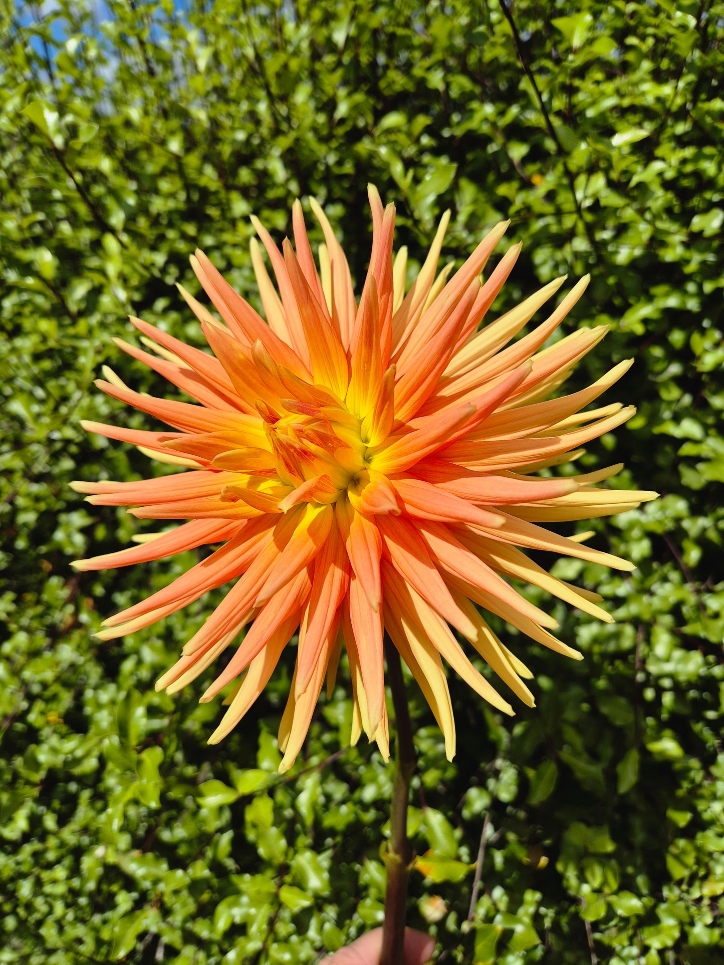 Sunburst