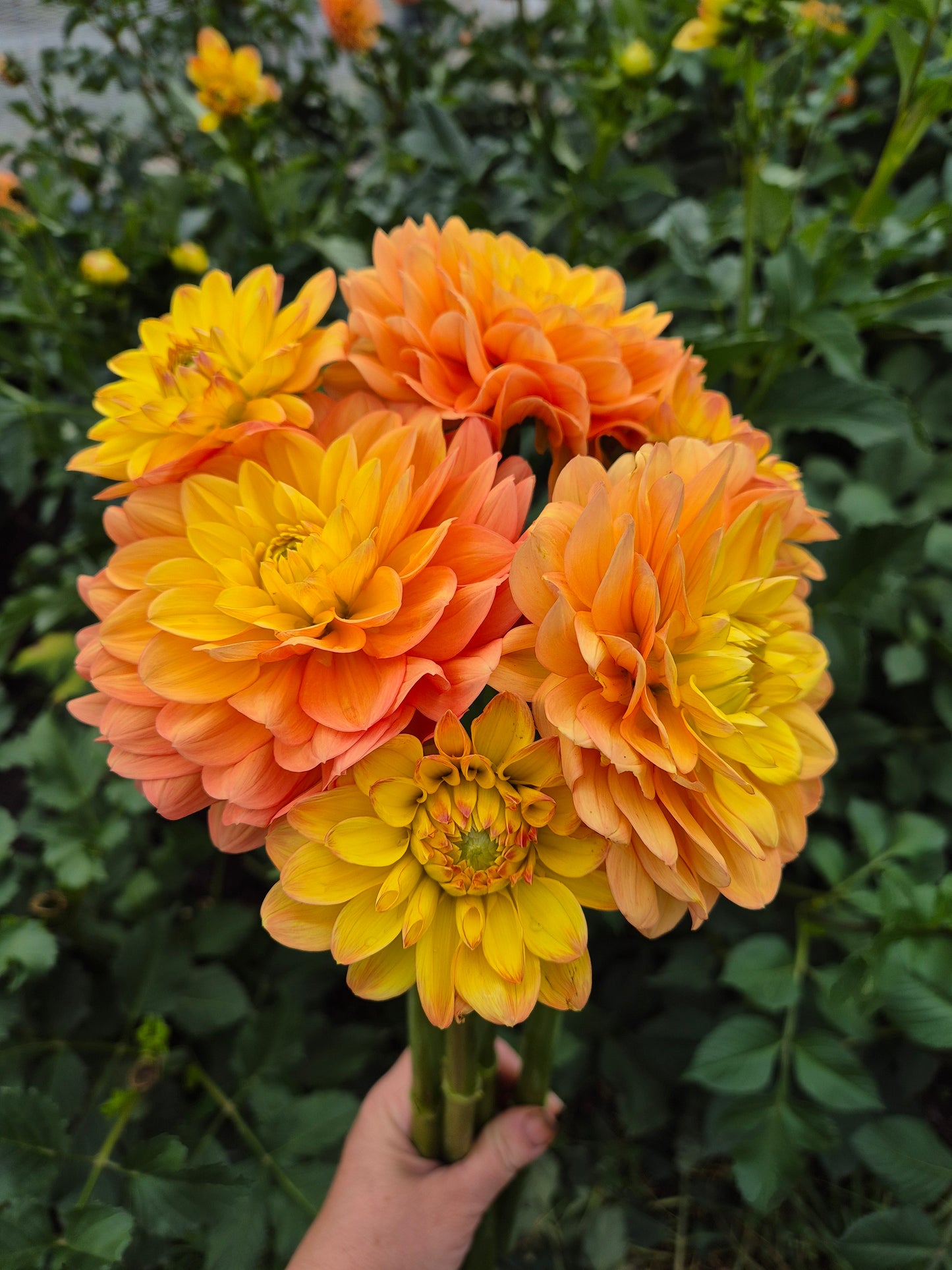 Orange