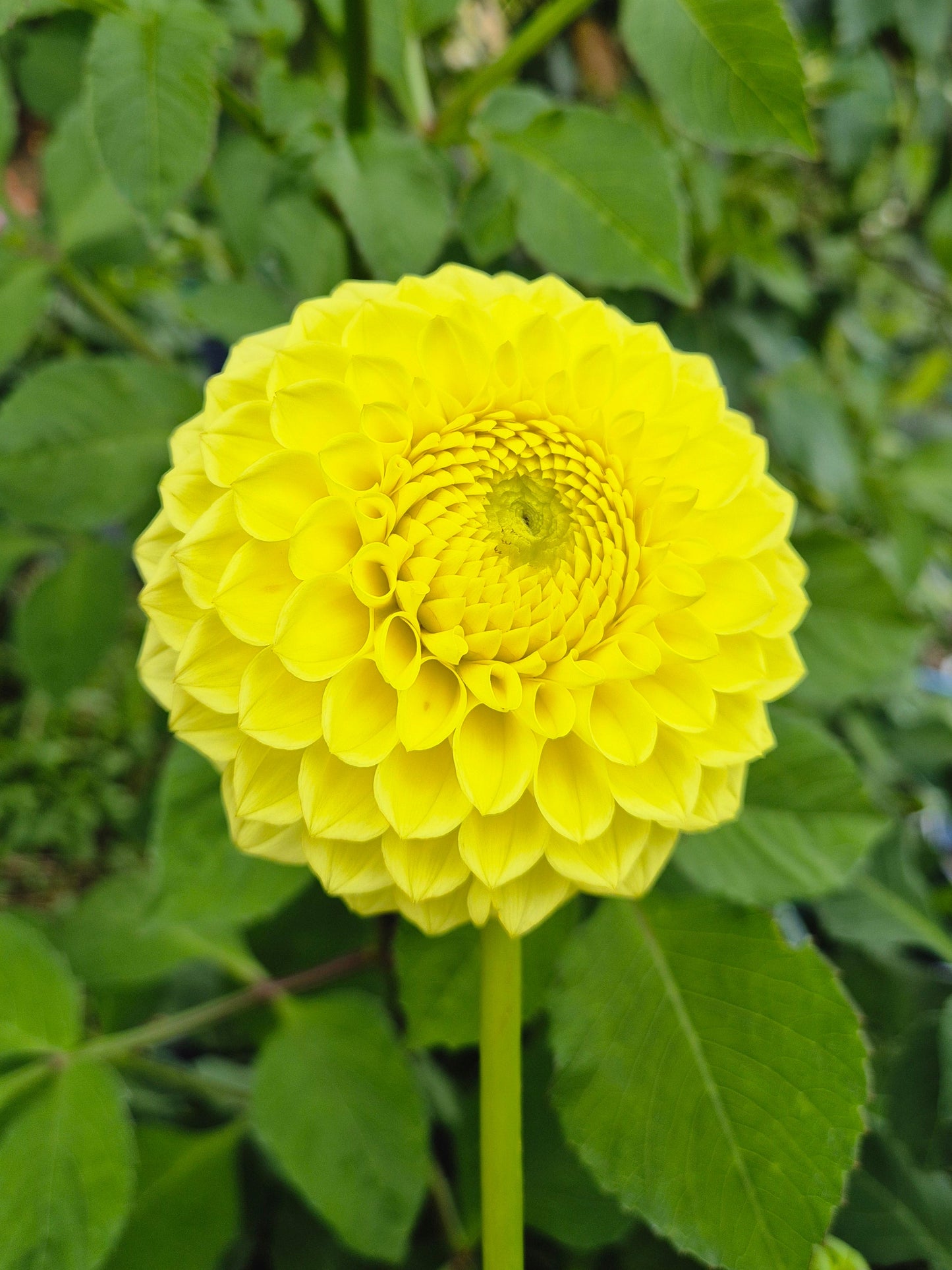 Blyton Golden Girl