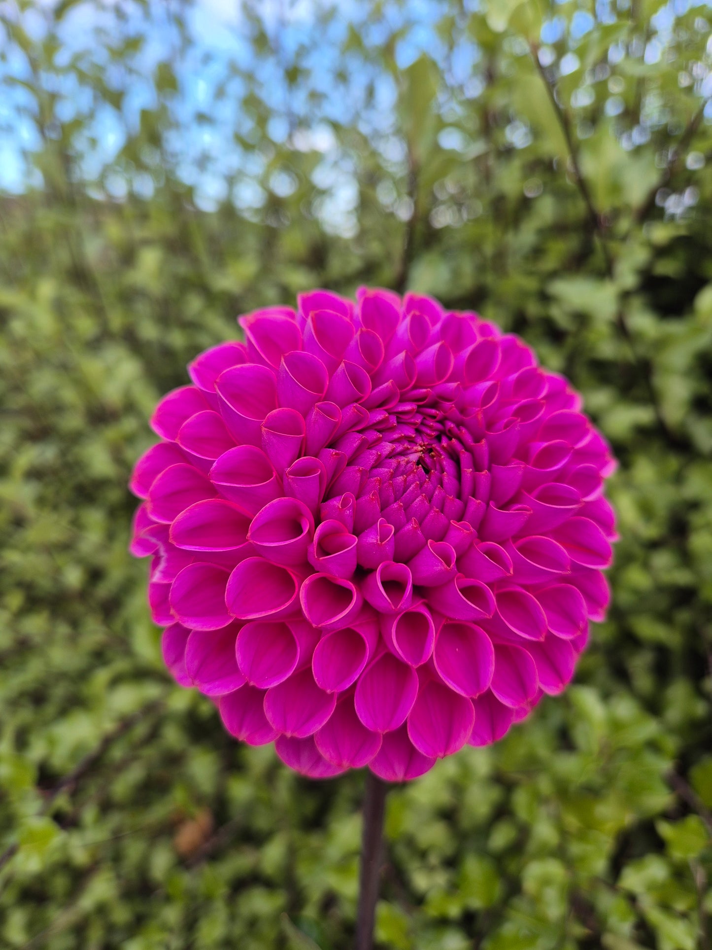Isabel (variegated)