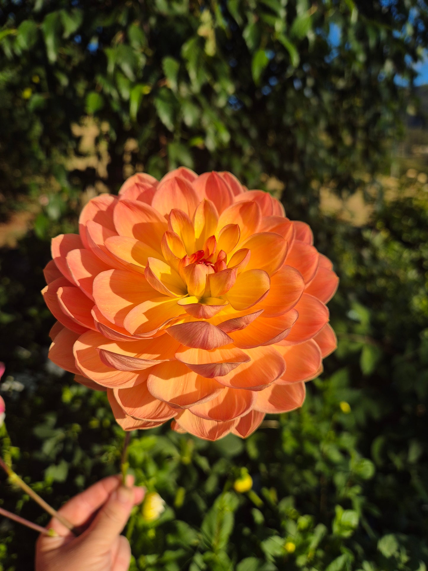 Granite Peachy