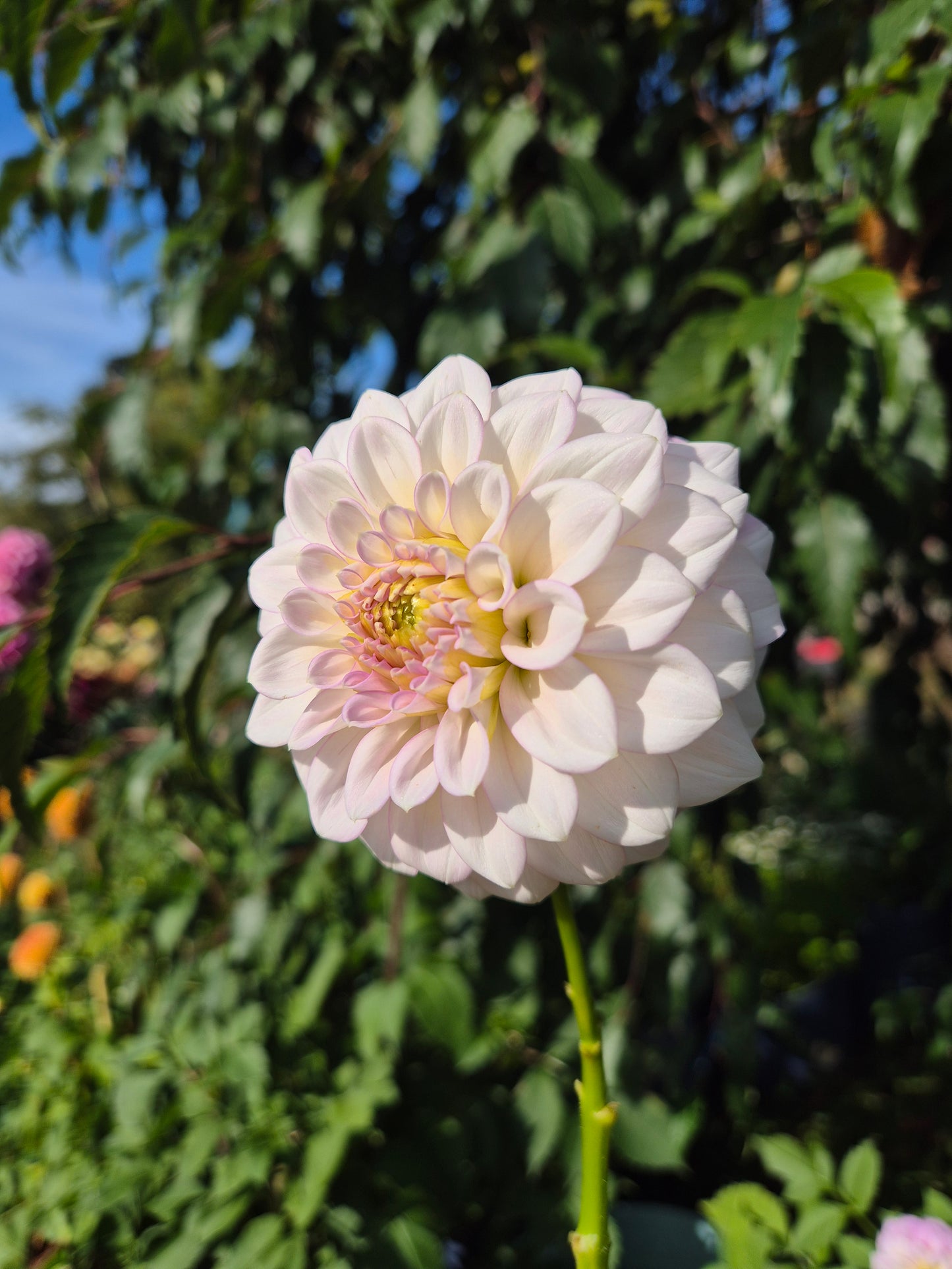 Warraview Lady Catherine