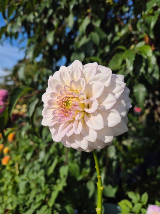 Warraview Lady Catherine