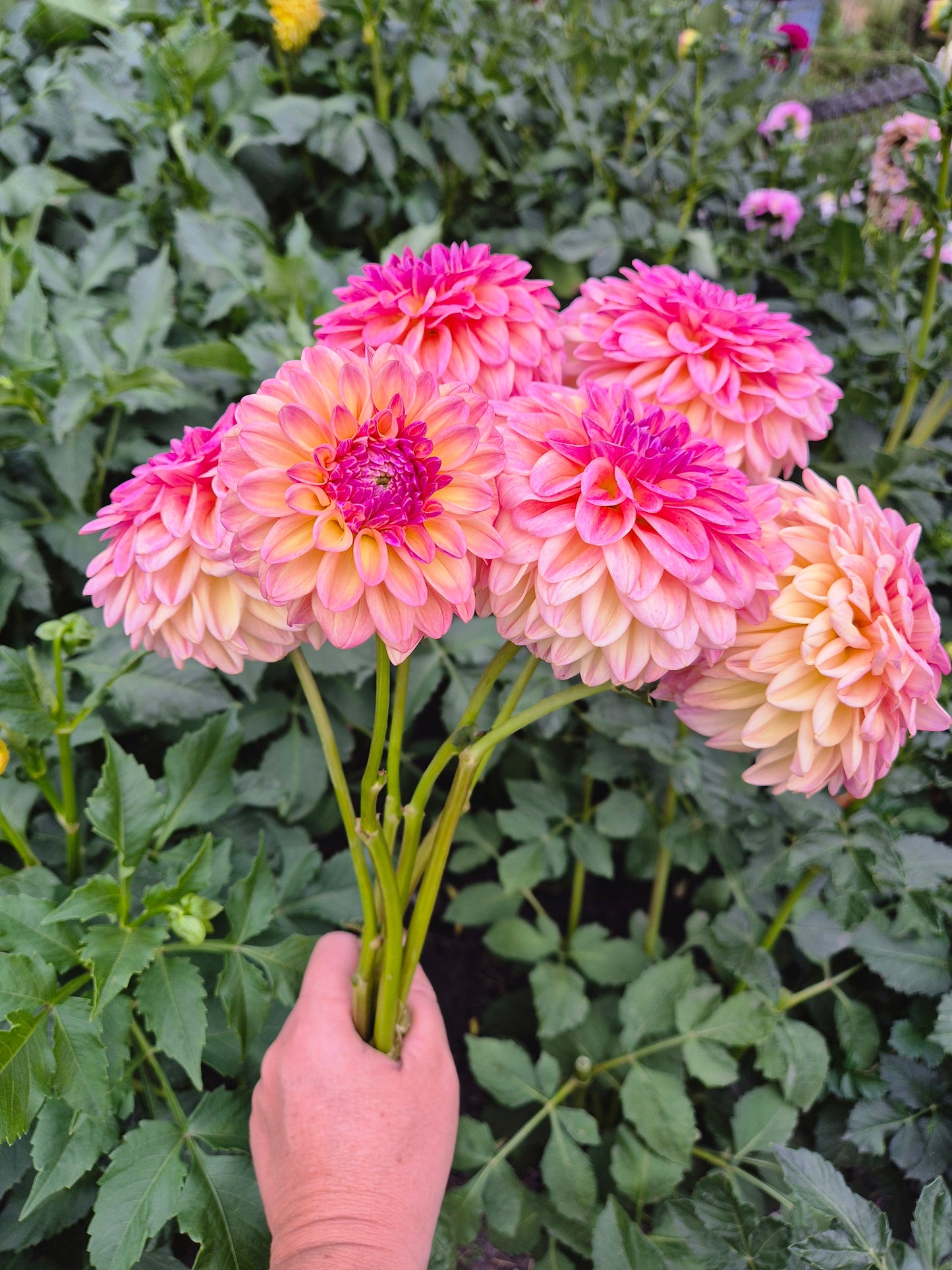 Florelie Harmony