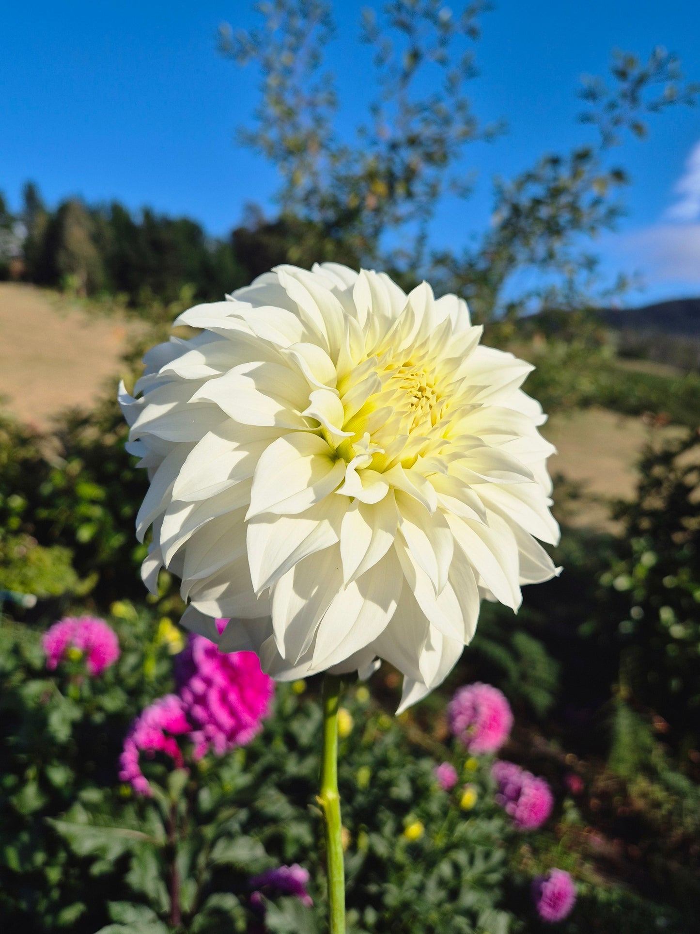Florelie Whipped Cream