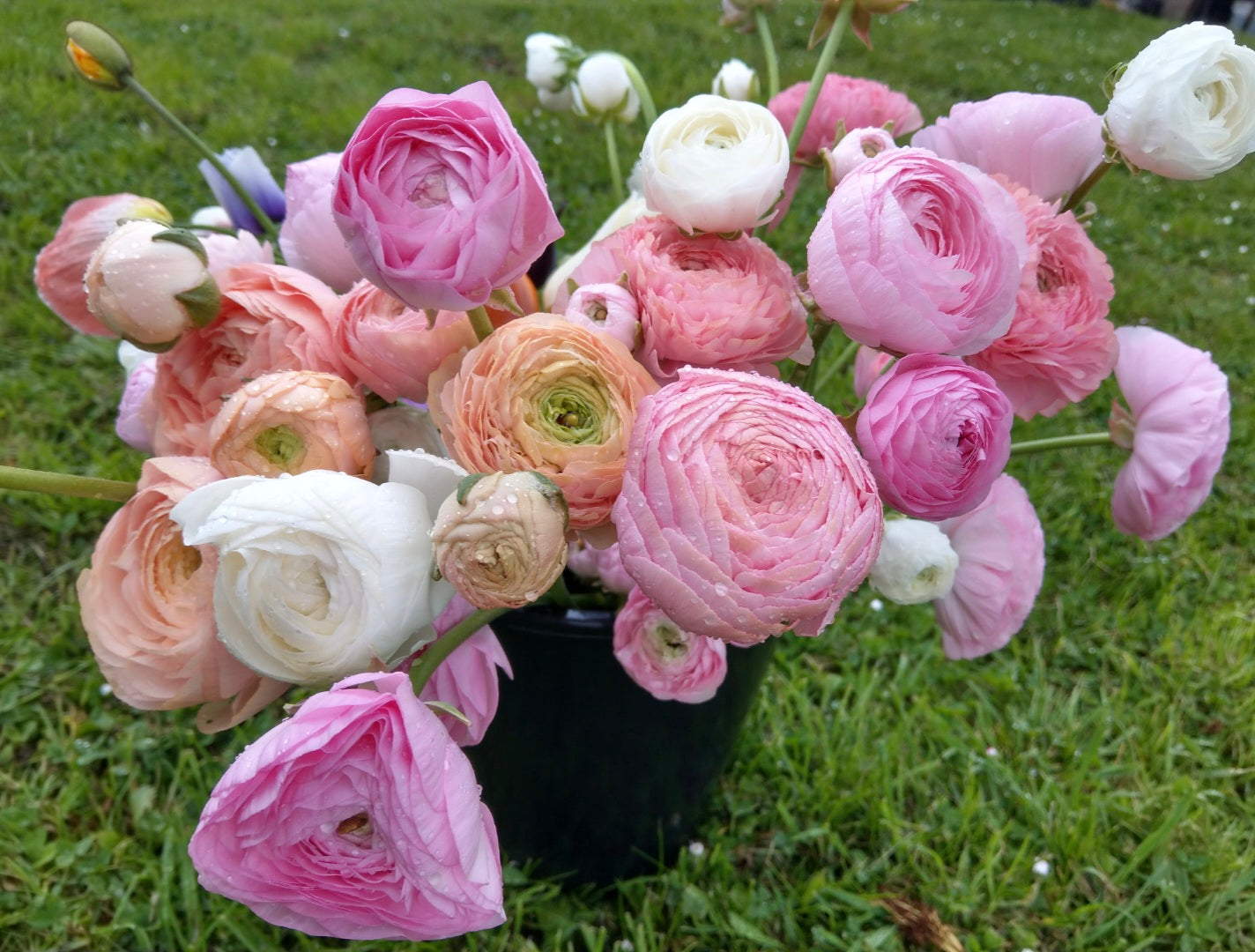 ITALIAN RANUNCULUS - POTTED PLANTS