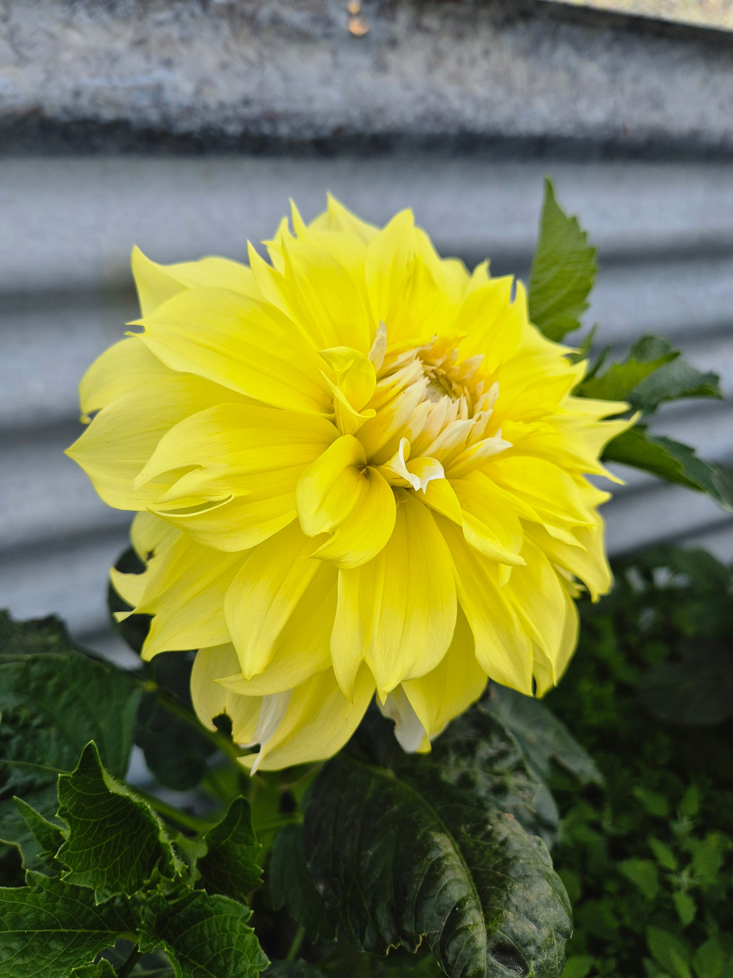 Lemon Snow
