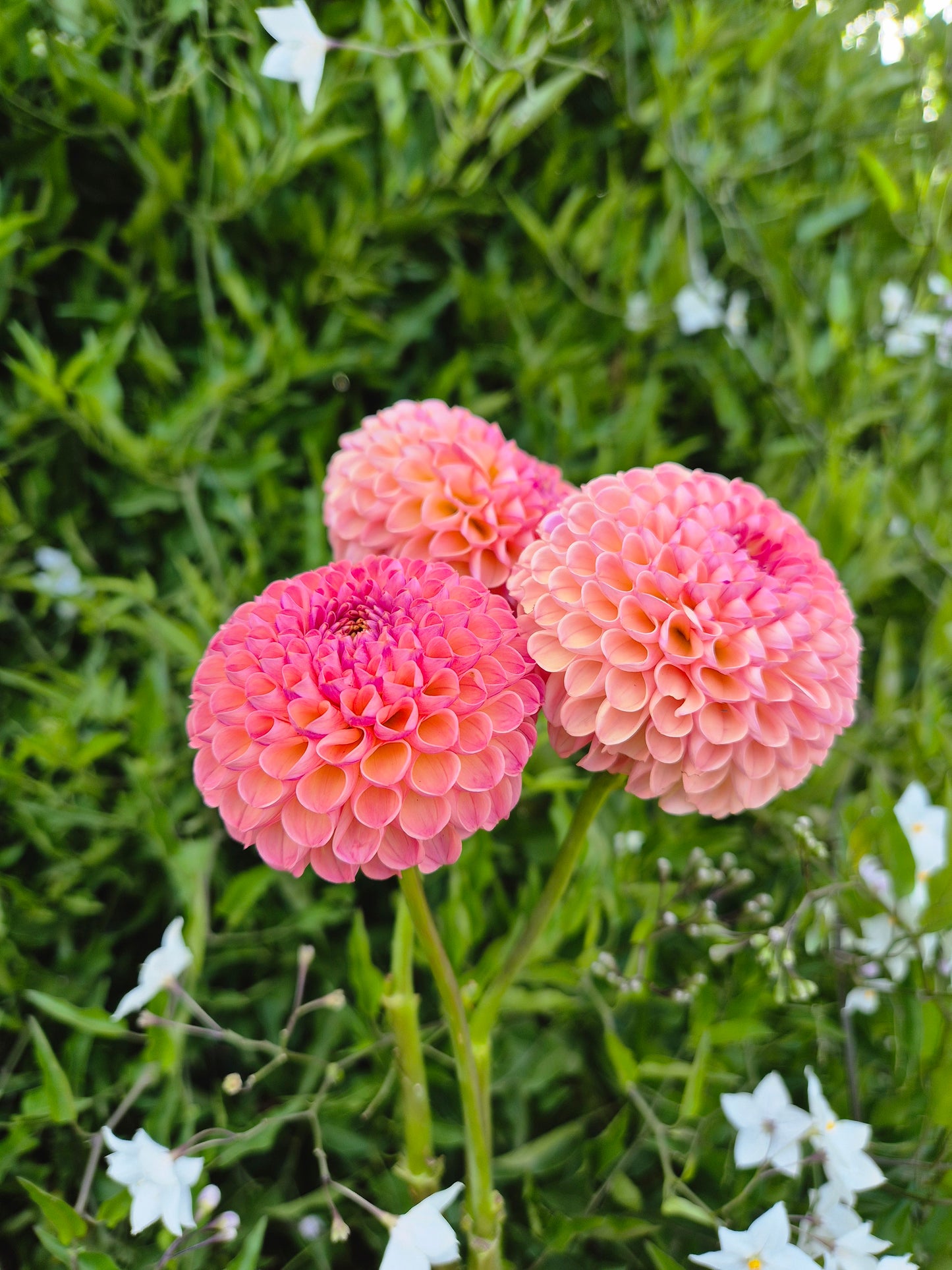 Little Peaches